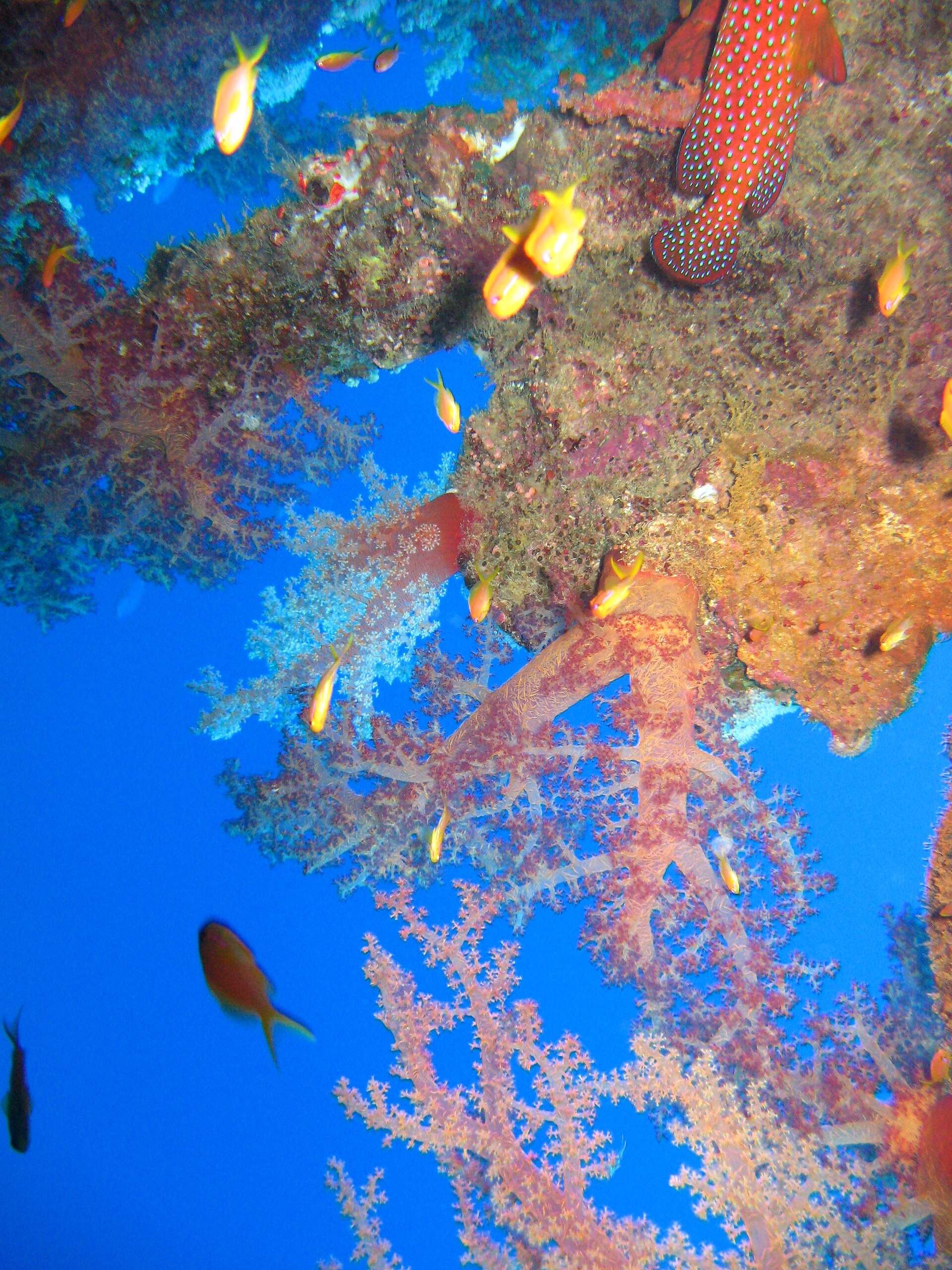 Colourful coral reef and tropical fish in the Red Sea