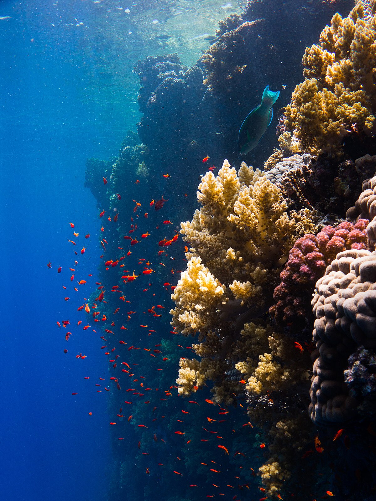 Brilliantly coloured coral formations in the Red Sea, typical of the reef structures found along Saudi Arabia's coastline
