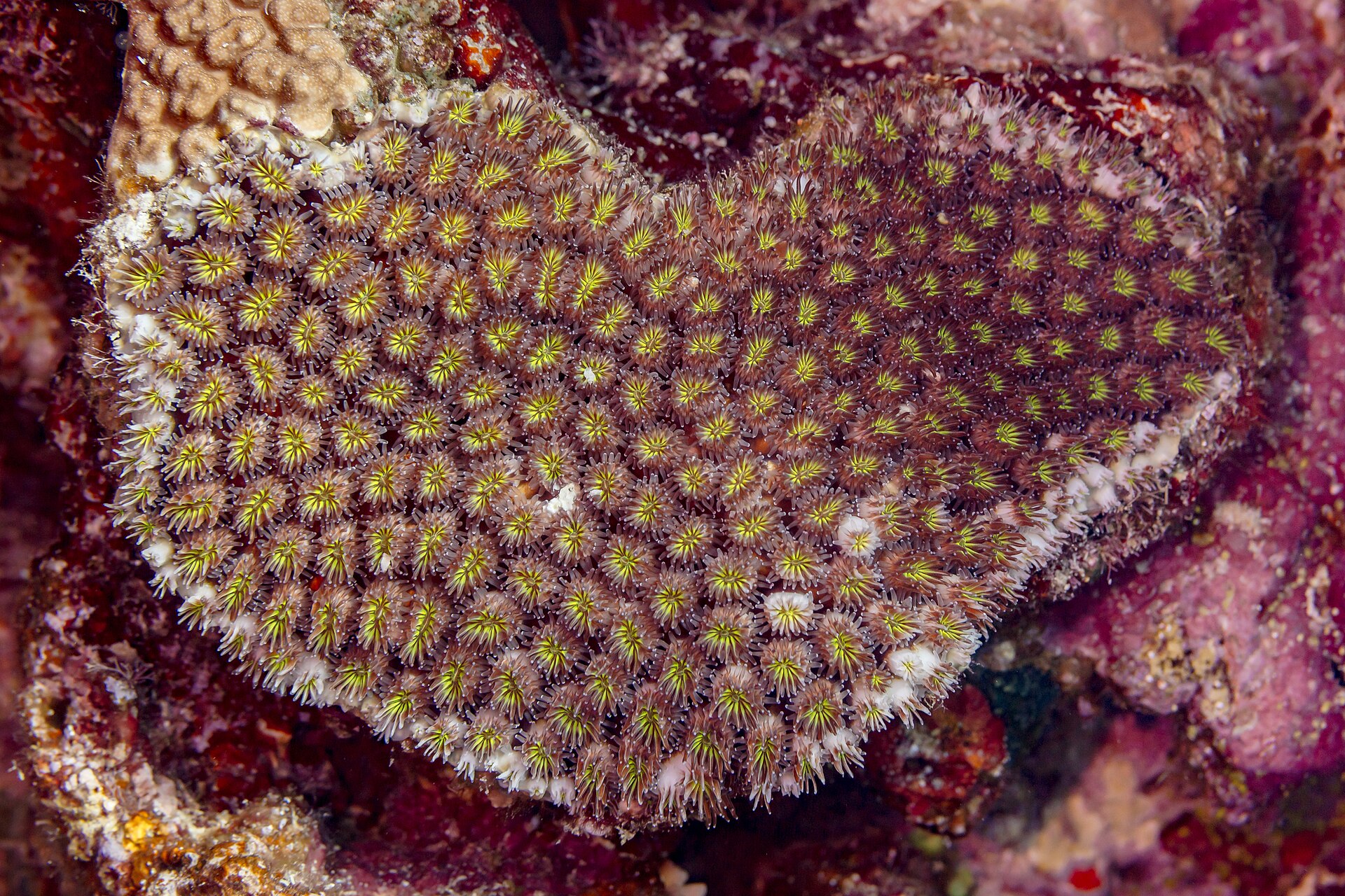 Galaxy coral (Galaxea fascicularis) with extended polyps on a Red Sea reef