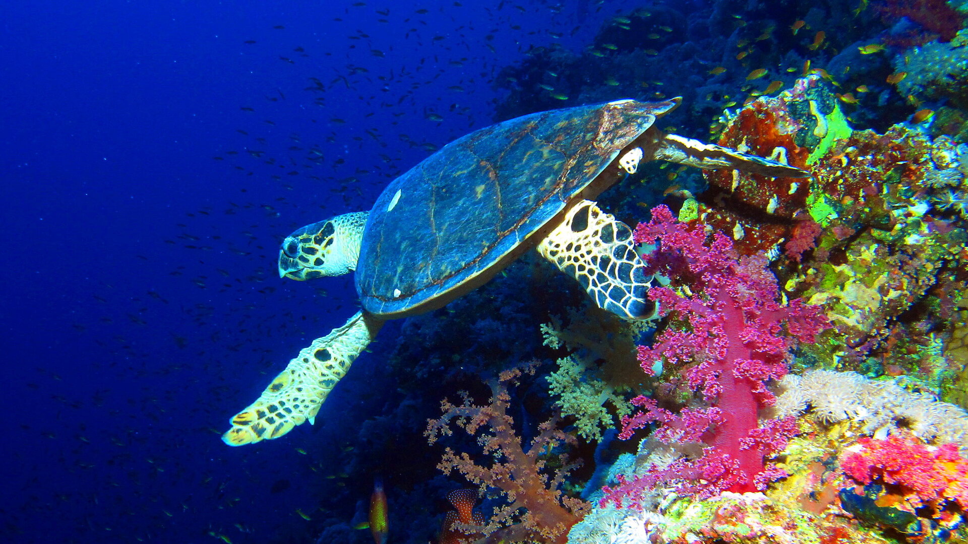 A hawksbill turtle swimming past vibrant pink soft corals on a Red Sea reef wall