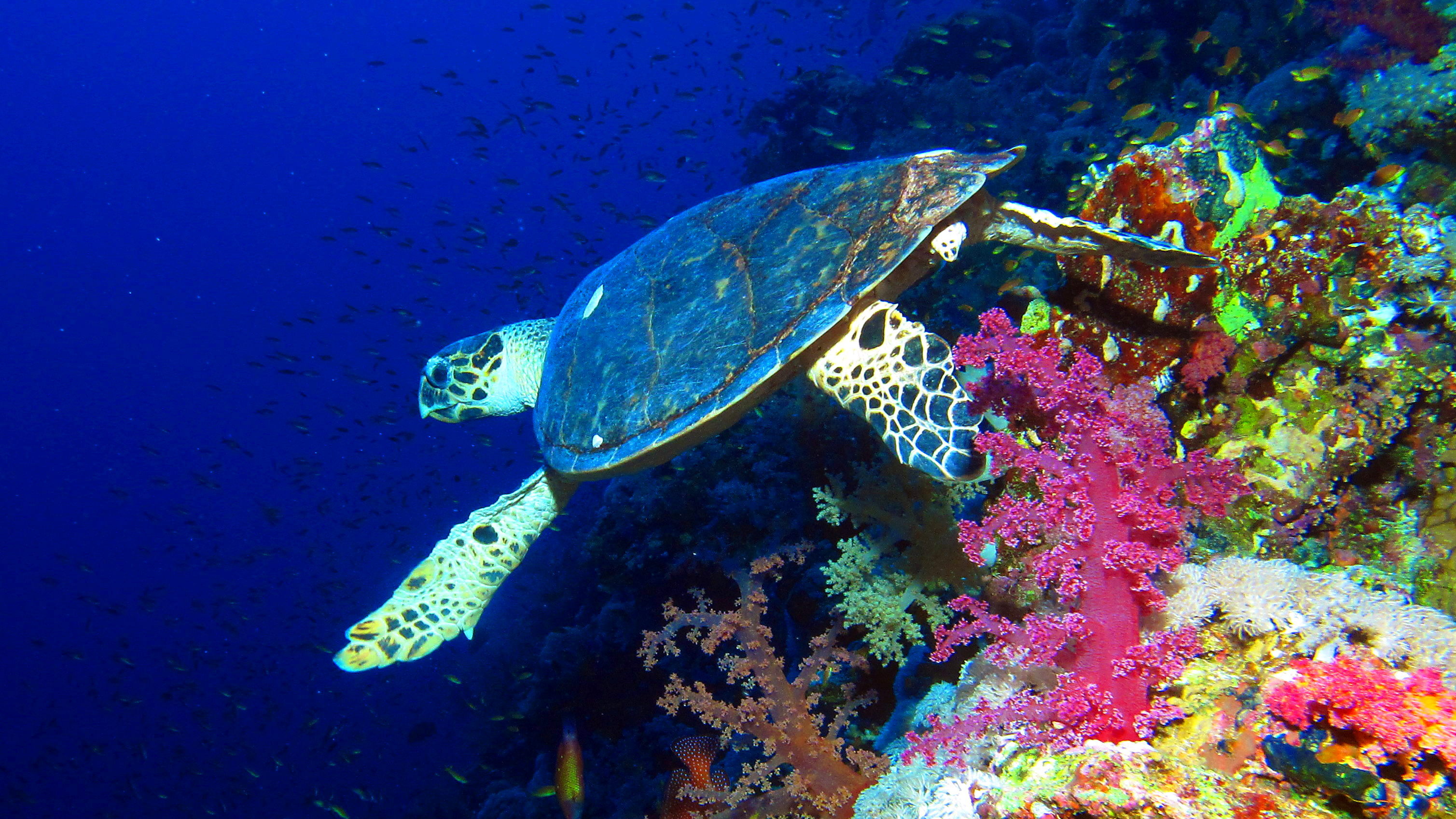 Hawksbill sea turtle swimming alongside colourful soft corals at Elphinstone Reef in the Red Sea