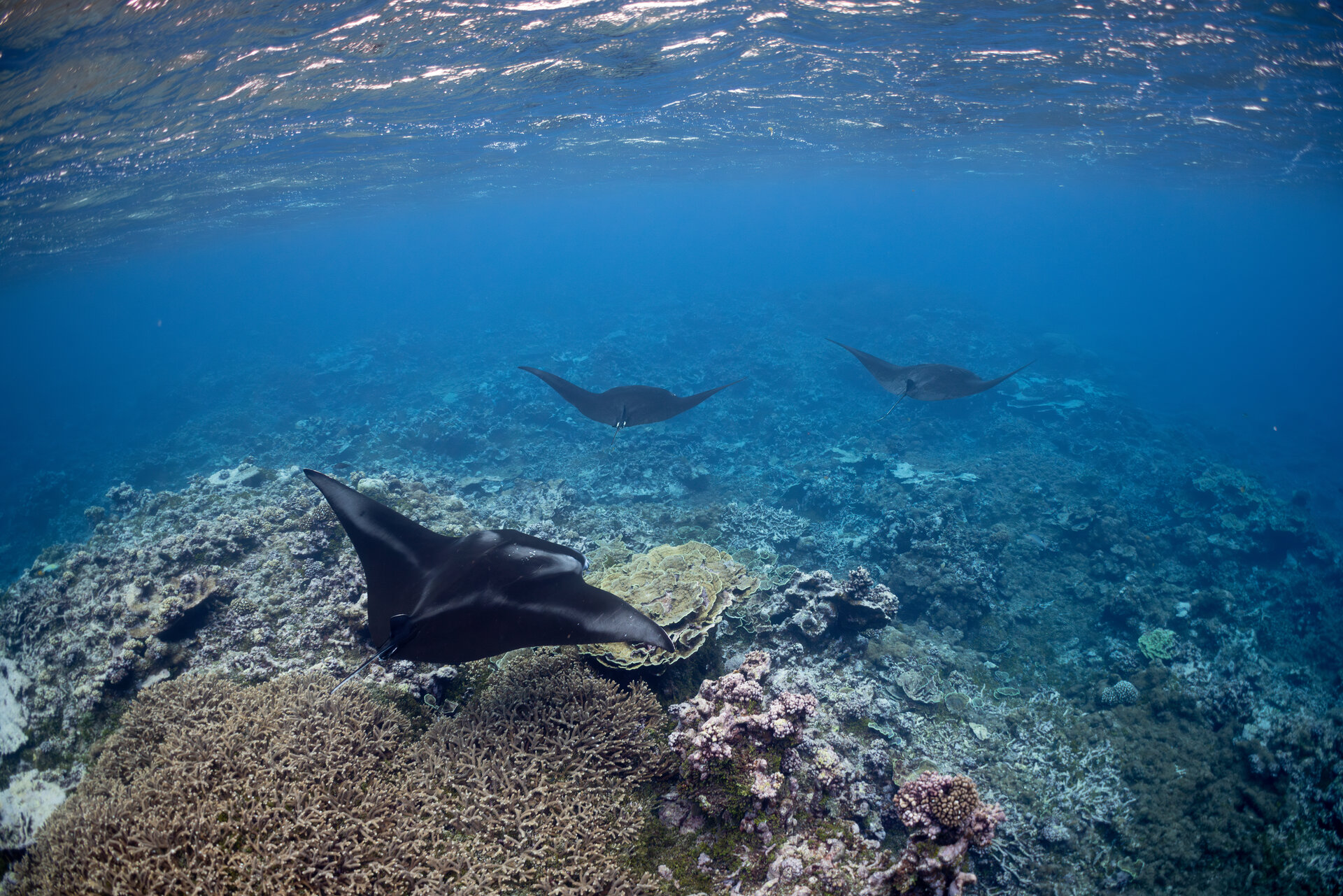 Manta rays gliding gracefully above a coral reef in clear tropical waters