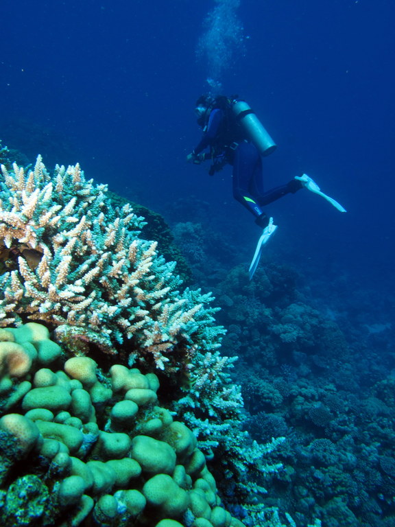 Scuba diver exploring coral reef in the Red Sea