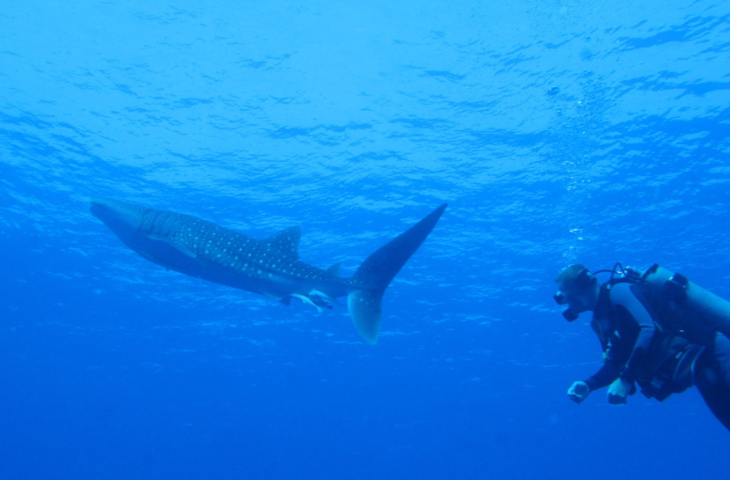 A scuba diver observes a whale shark in the deep blue waters of the Red Sea