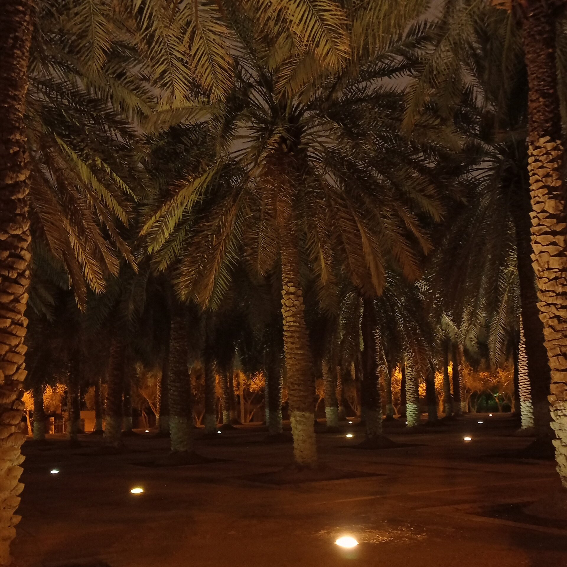 Illuminated date palm grove at night in the Murabba district of Riyadh with ground-level lighting creating dramatic shadows through the dense palm canopy