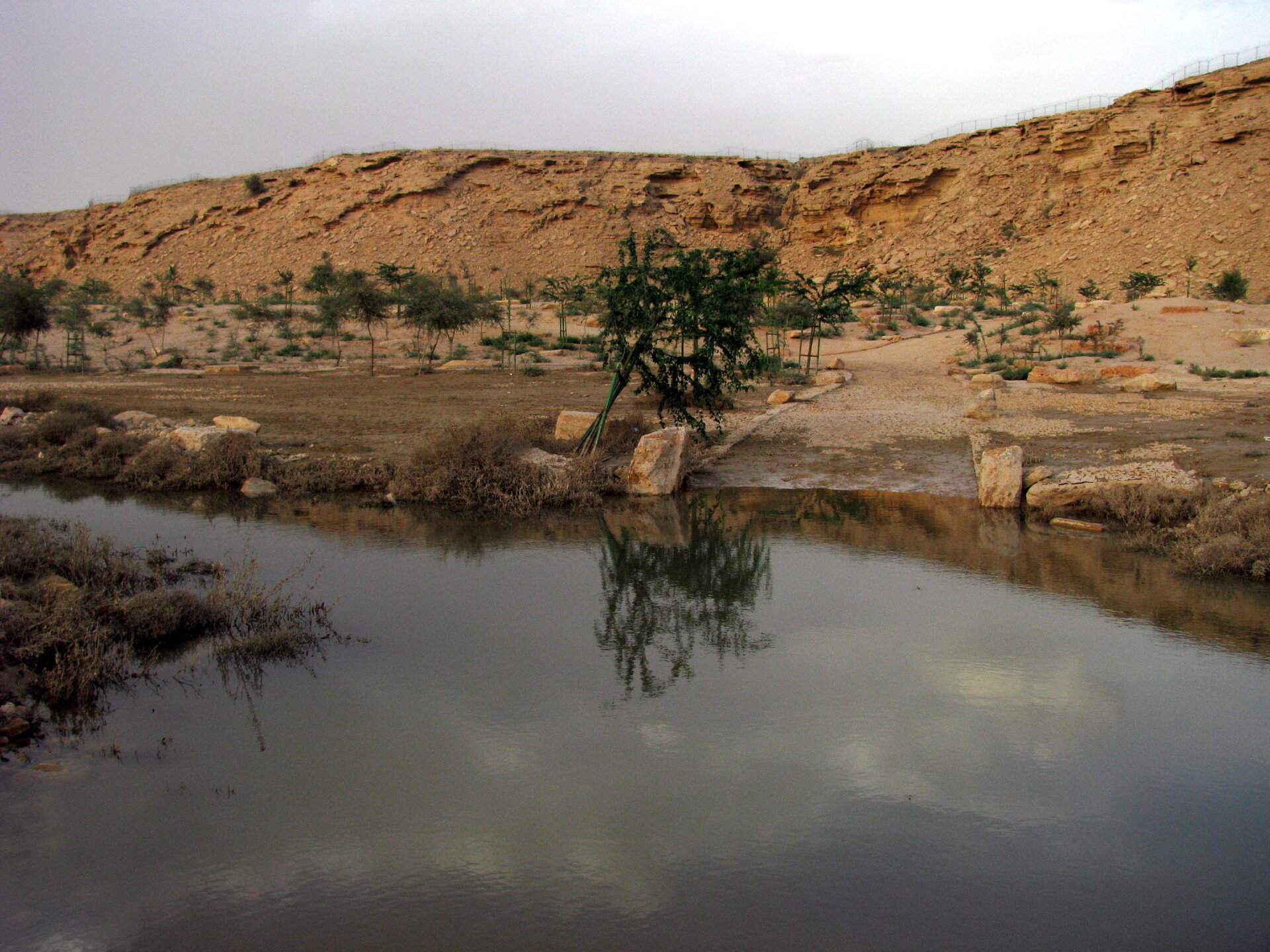 Pools of water in Wadi Hanifah with sandstone escarpment in the background and scattered trees in the valley