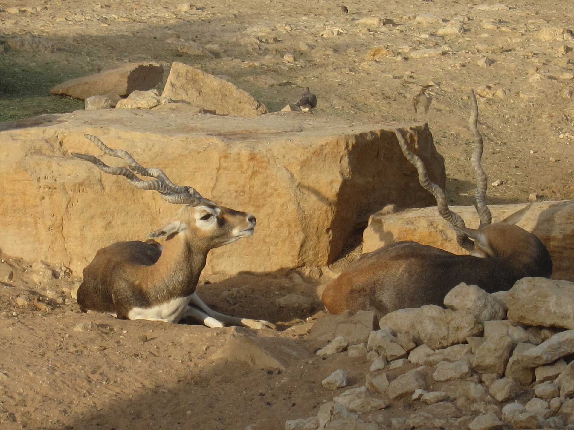 Blackbuck antelopes resting among sandstone rocks at Riyadh Zoo