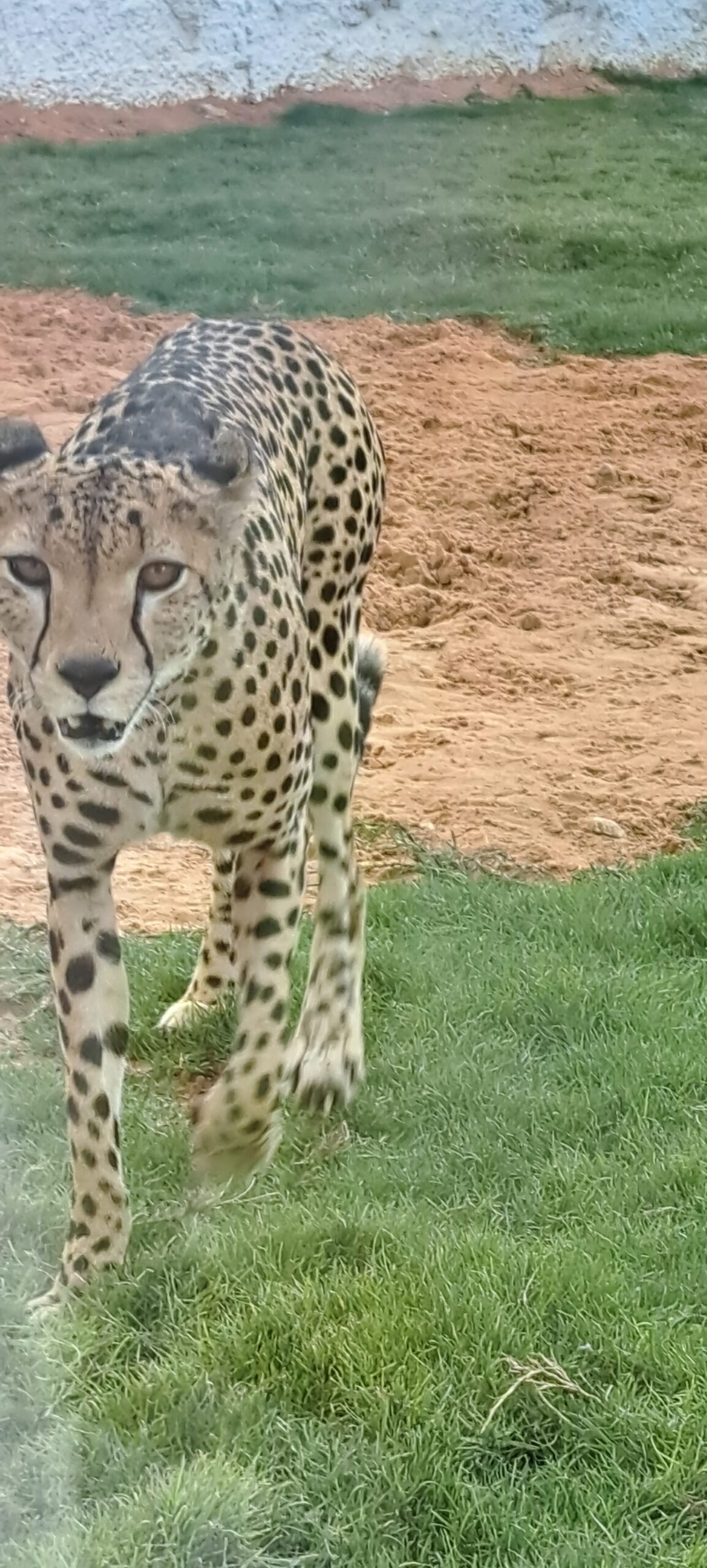 Cheetah walking through a grassy enclosure at Riyadh Zoo