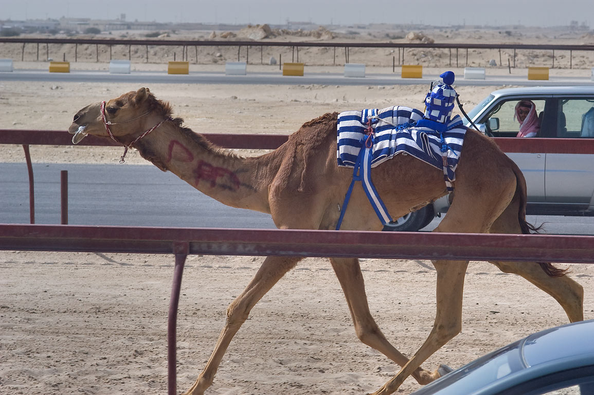 A robot jockey mounted on a racing camel at a Gulf racetrack, with handler's vehicle visible in the background