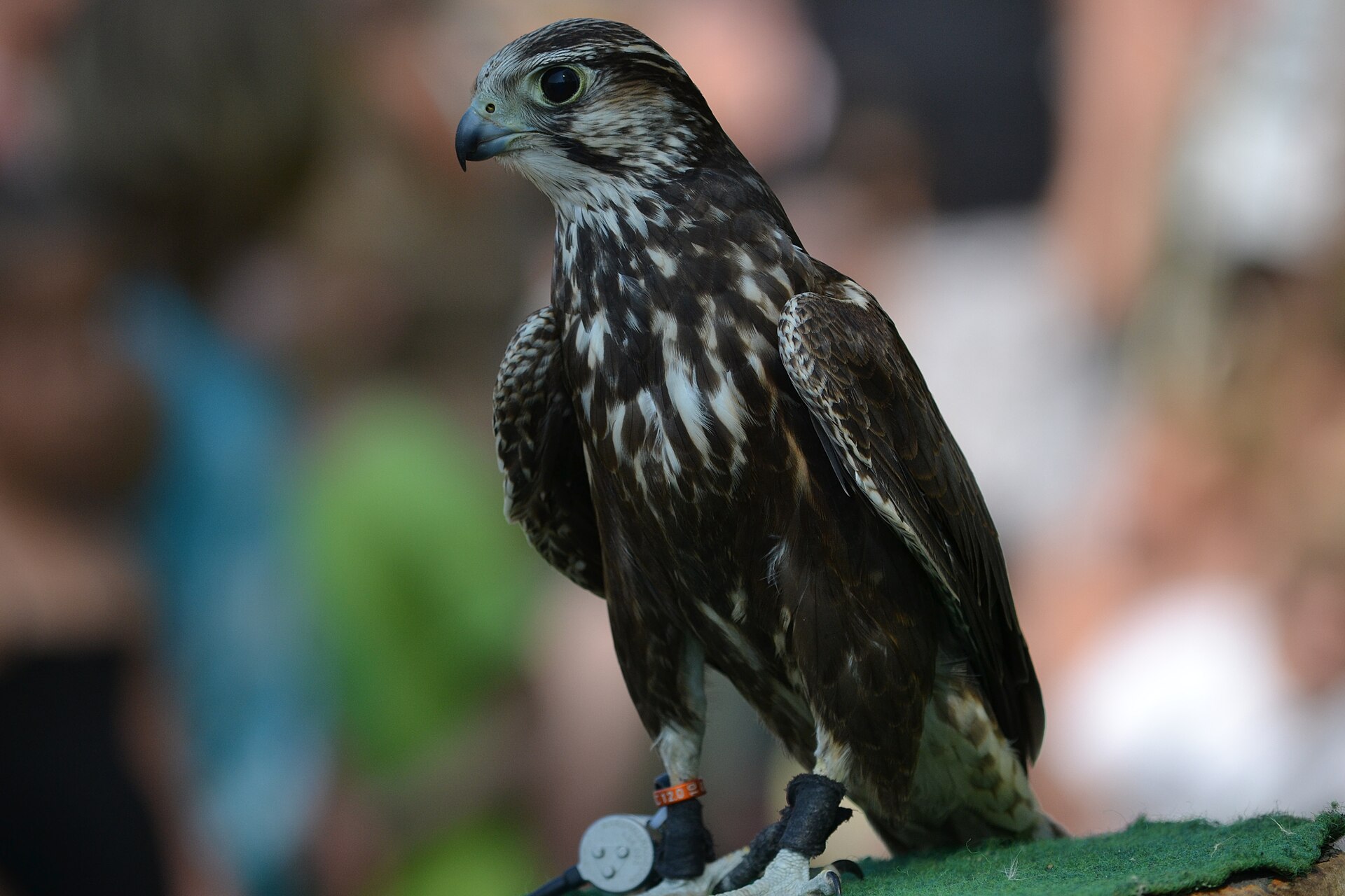 Close-up of a saker falcon showing its detailed plumage and identification band
