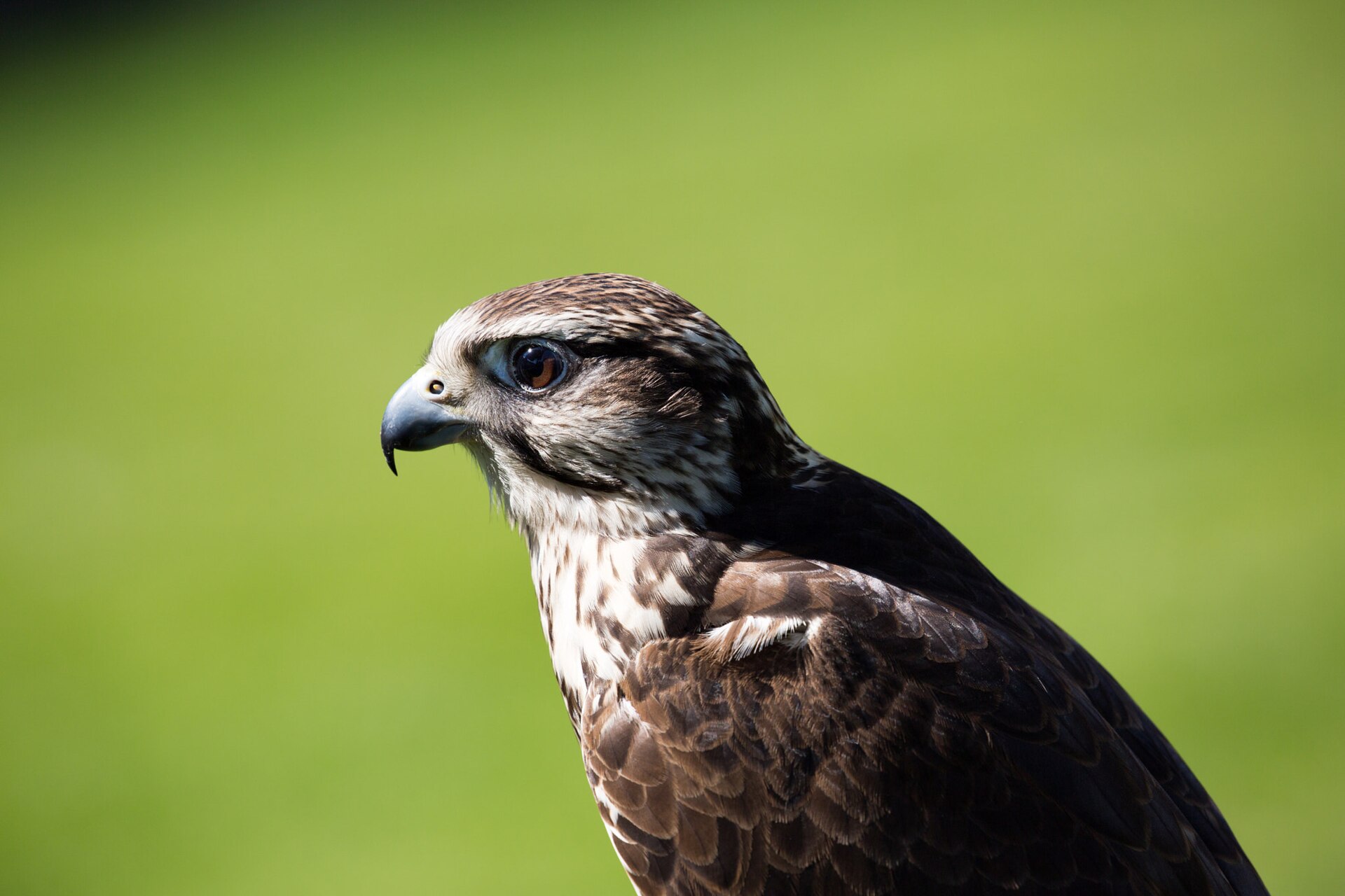 Portrait of a saker falcon, the most prized species in Saudi Arabian falconry