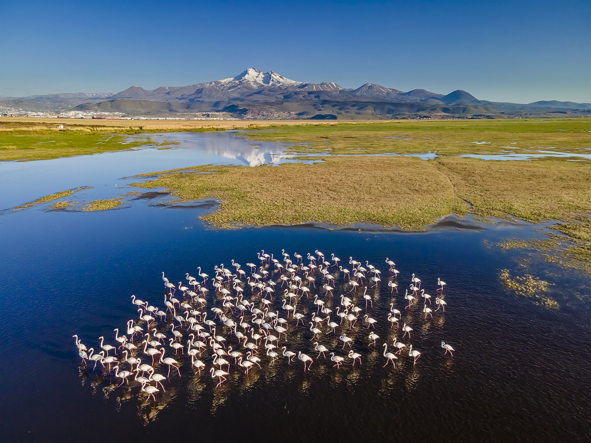 Greater Flamingos wading in wetlands