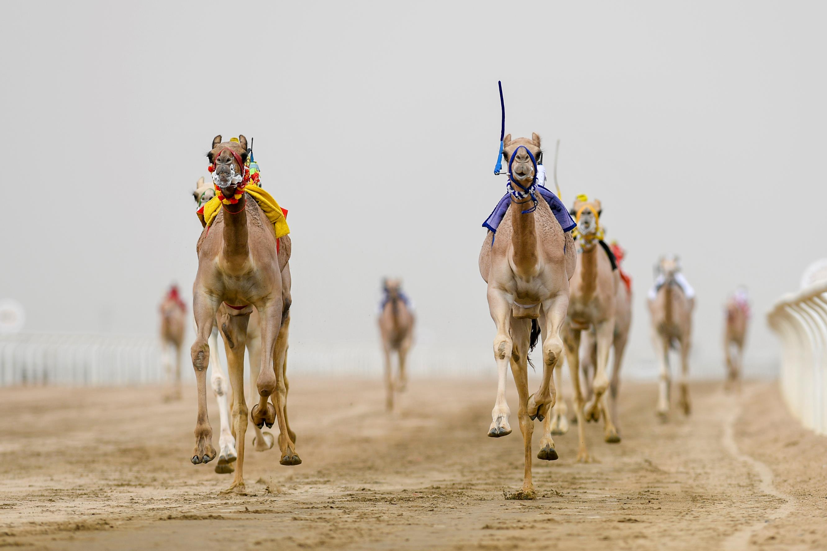 Racing camels sprinting down a desert track with robot jockeys mounted on their backs in Saudi Arabia