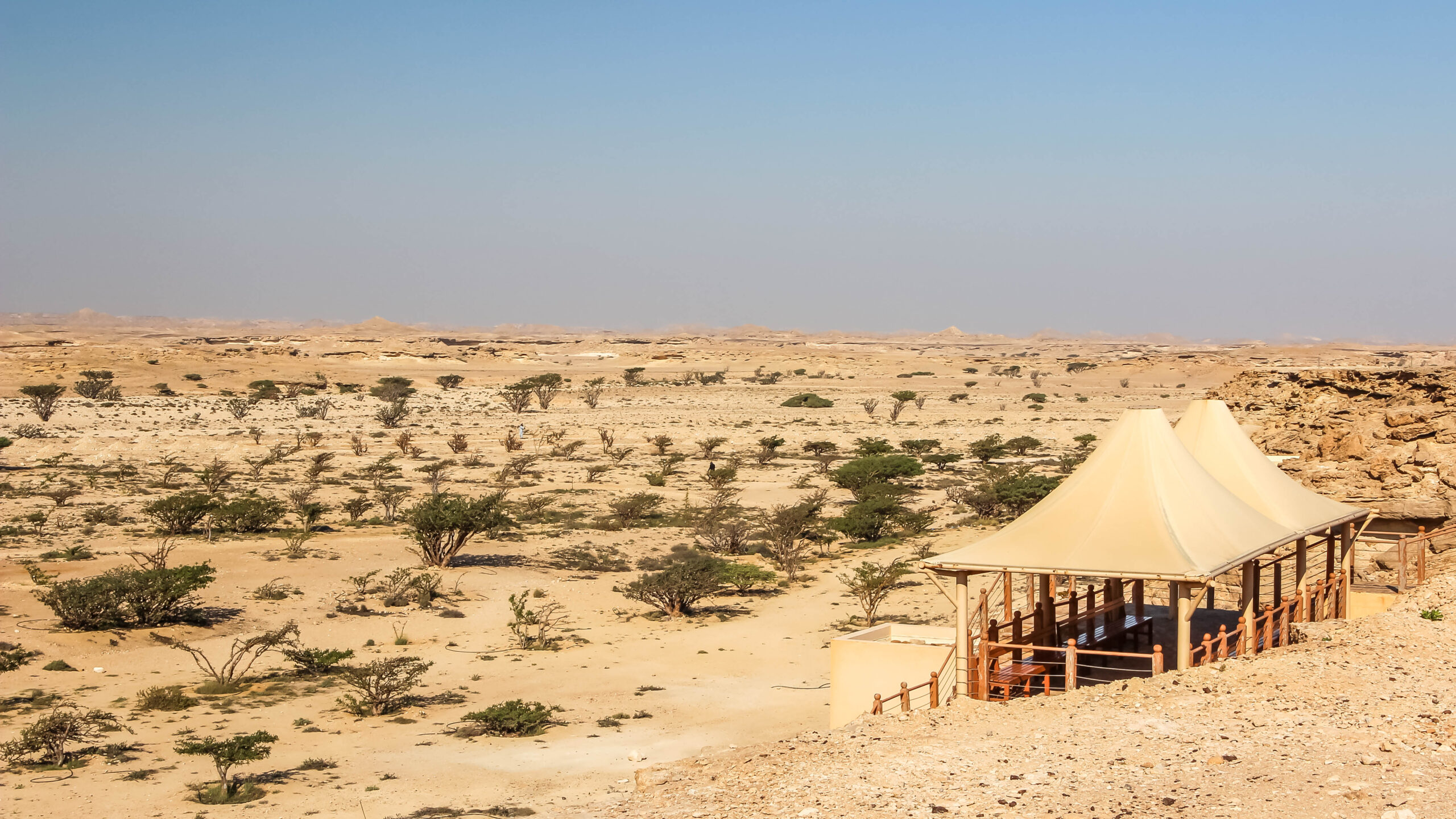 Frankincense trees (Boswellia sacra) growing in Wadi Dawkah, Oman, the source of the ancient incense trade