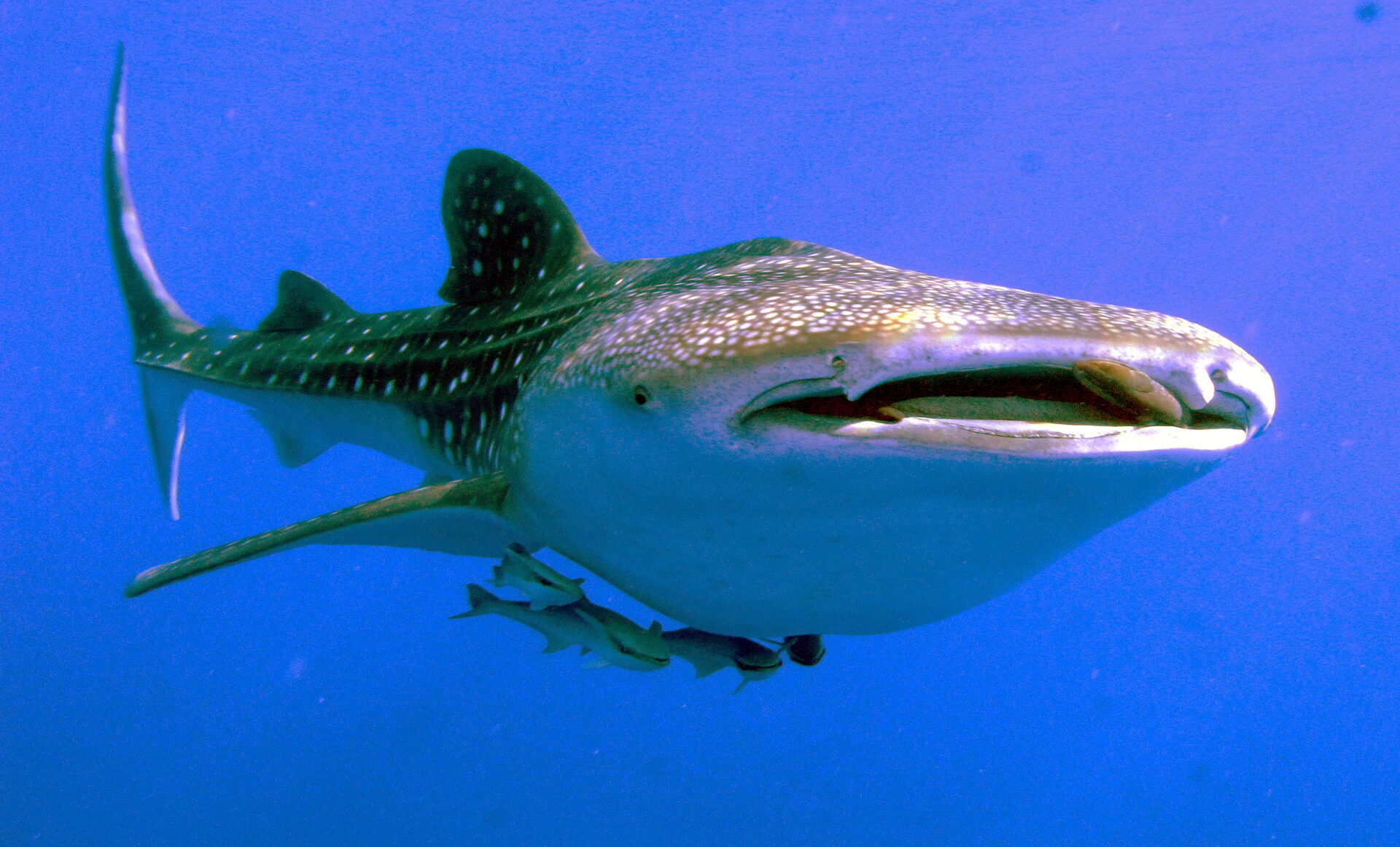 Whale shark swimming in clear blue Red Sea water with a diver nearby