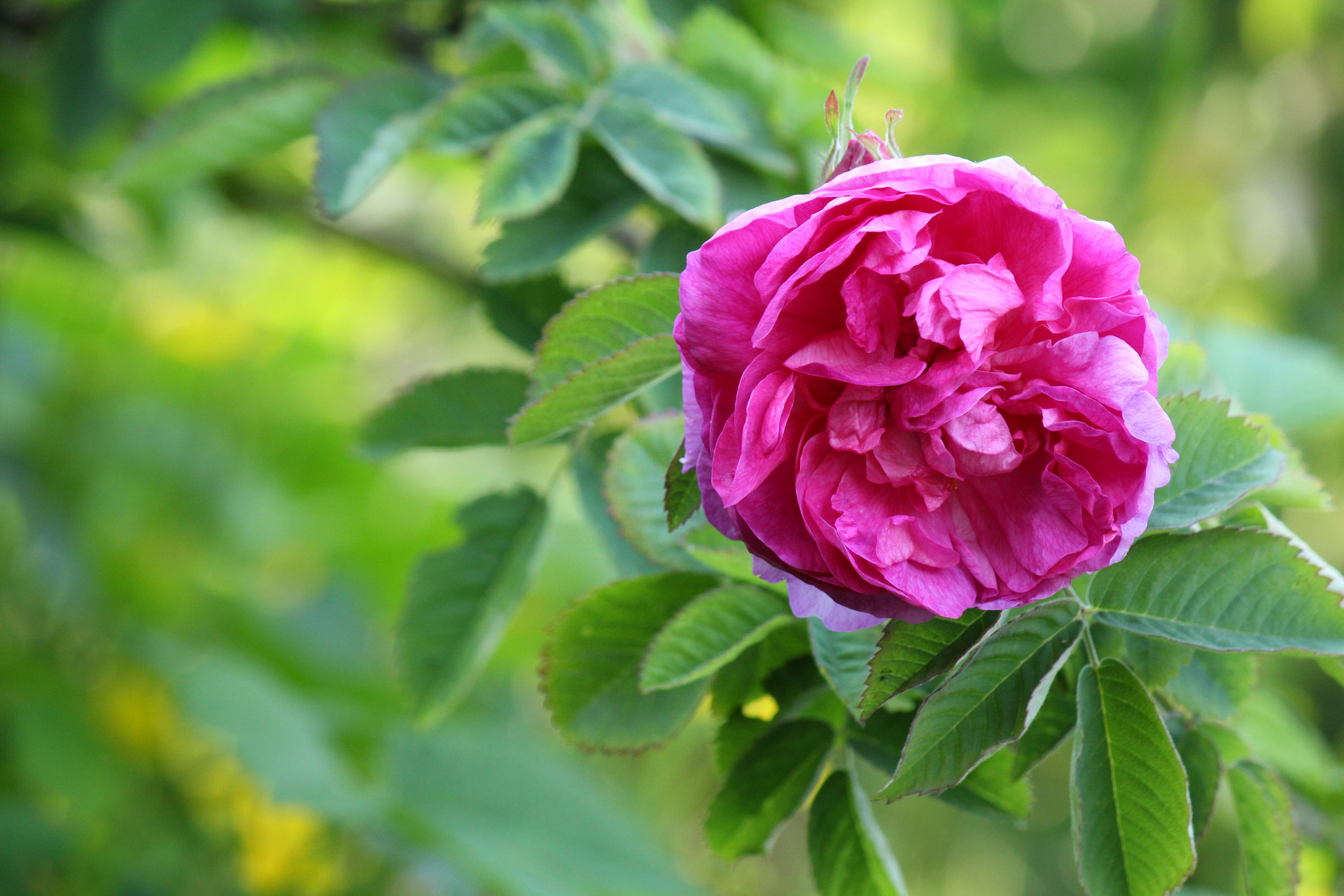 A pink damask rose bloom, the same species as the Ward Taifi rose whose nectar produces Taif's distinctive rose honey