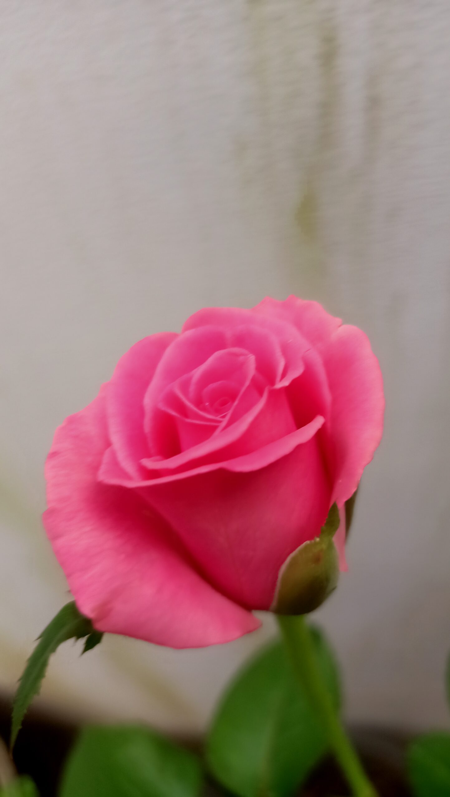 Close-up of a pink Damask rose, the variety grown in Taif for Saudi rose oil production