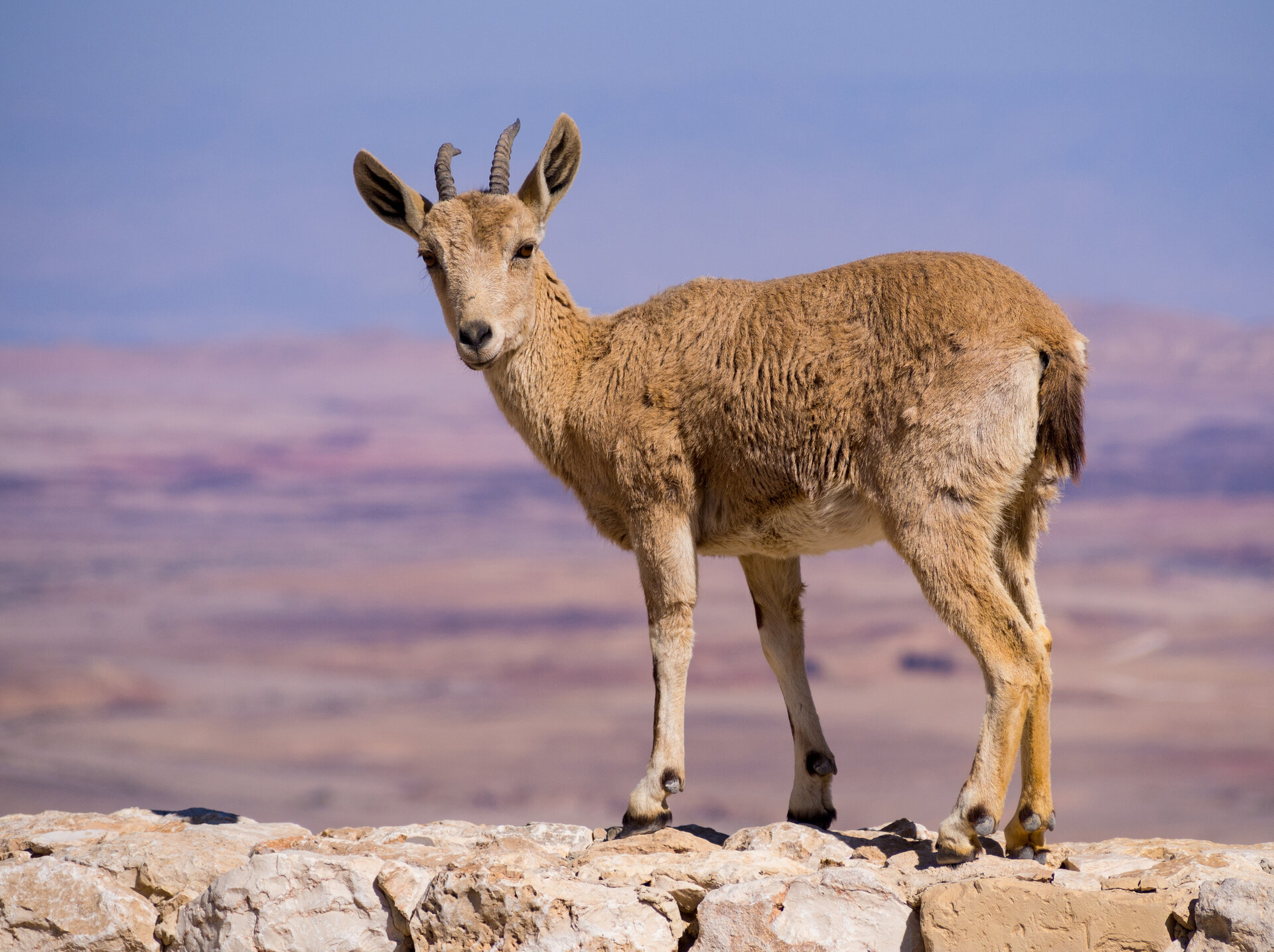 Nubian ibex standing on rocky desert cliff edge overlooking arid landscape