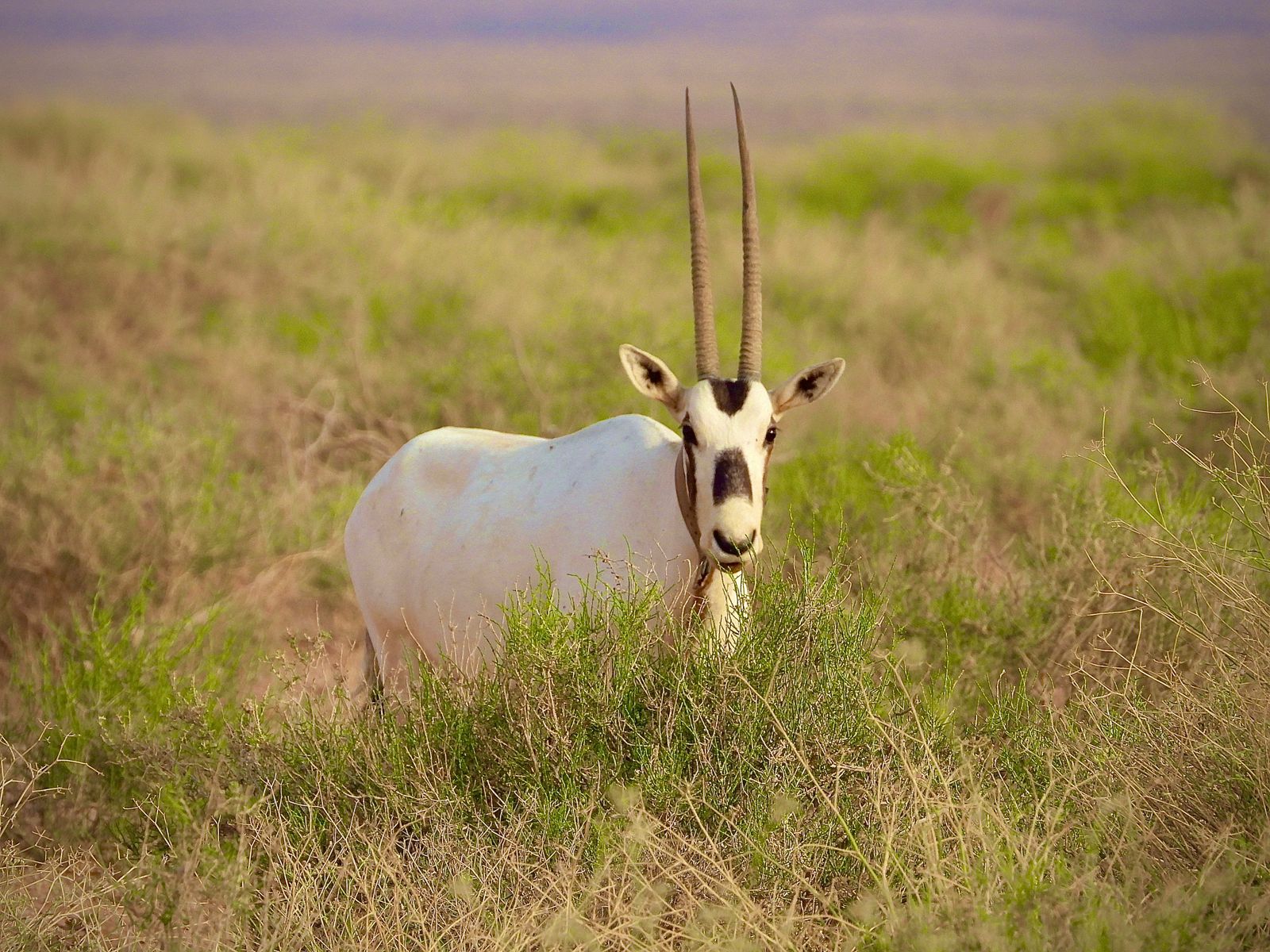 Arabian oryx standing in green desert vegetation at King Salman Royal Reserve, Saudi Arabia