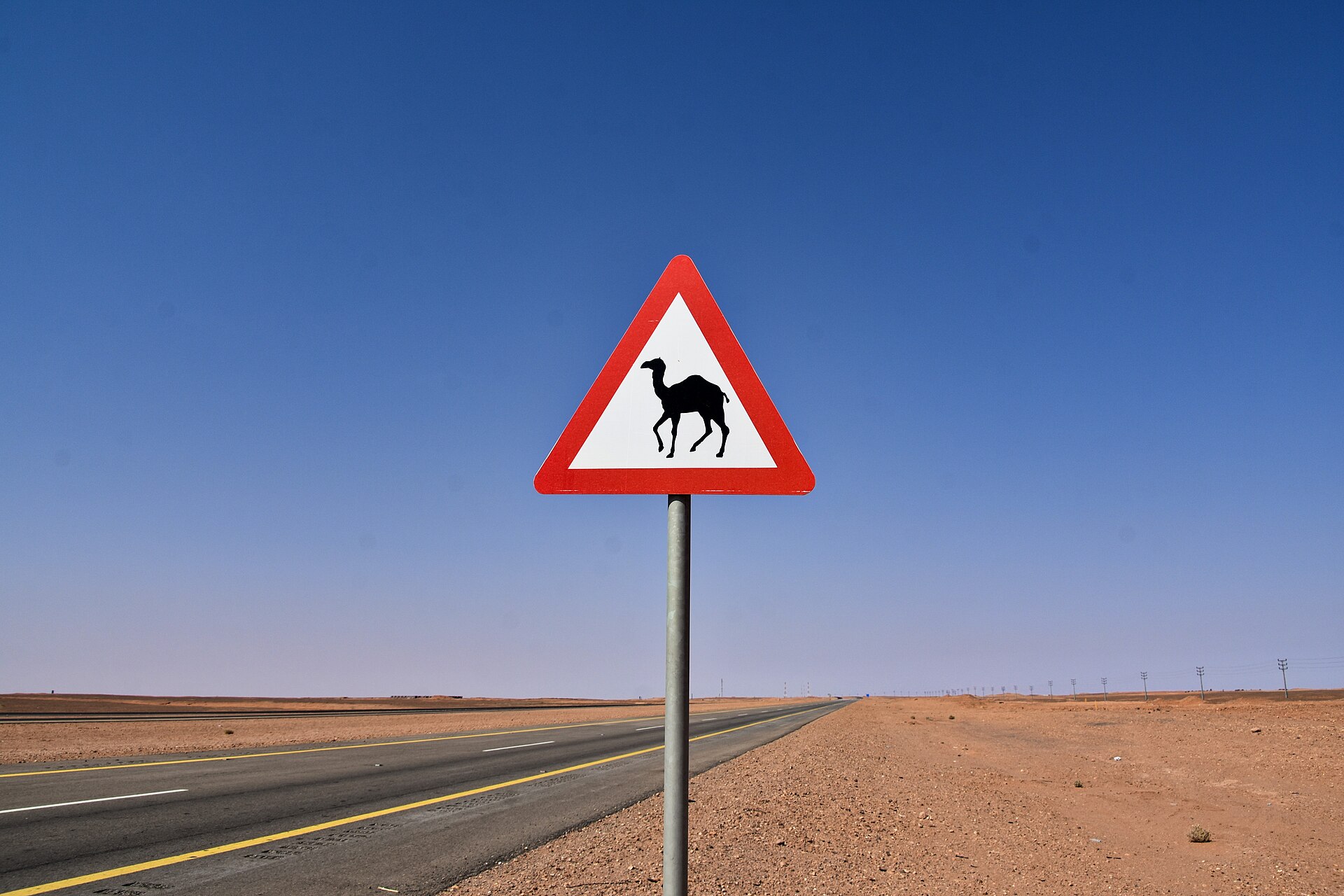 Camel crossing warning sign on a desert highway in Saudi Arabia with sand stretching to the horizon