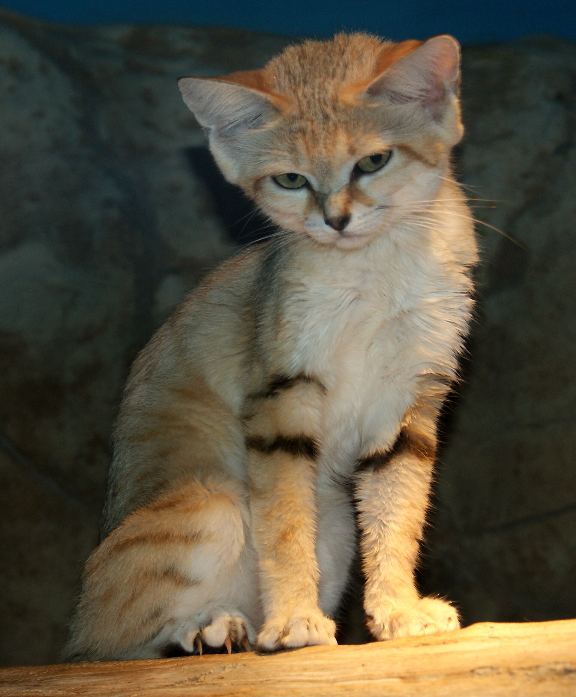 Sand cat (Felis margarita) with pale fur and wide ears