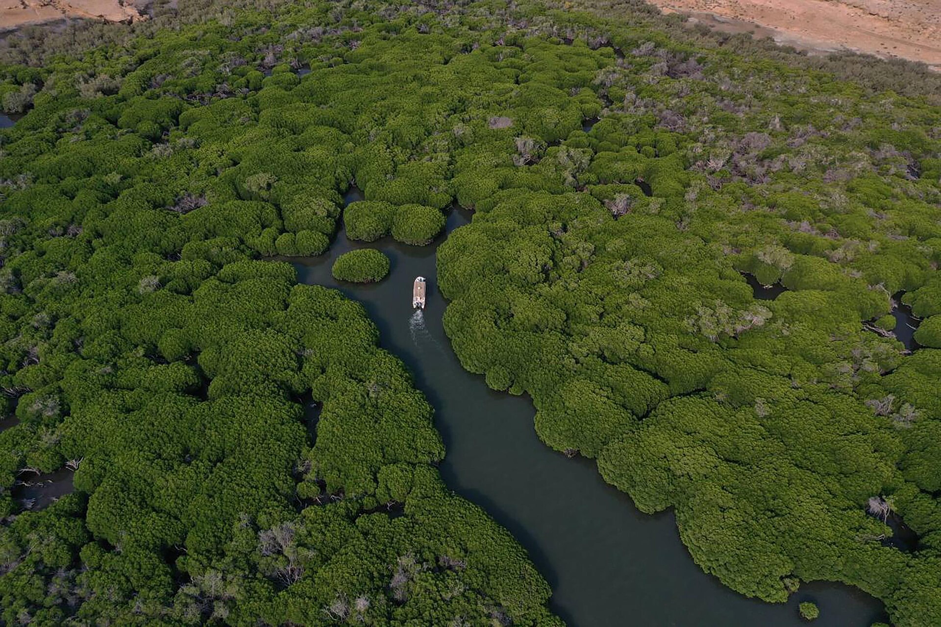 Mangrove forests on Farasan Island in the Red Sea, Jizan Province