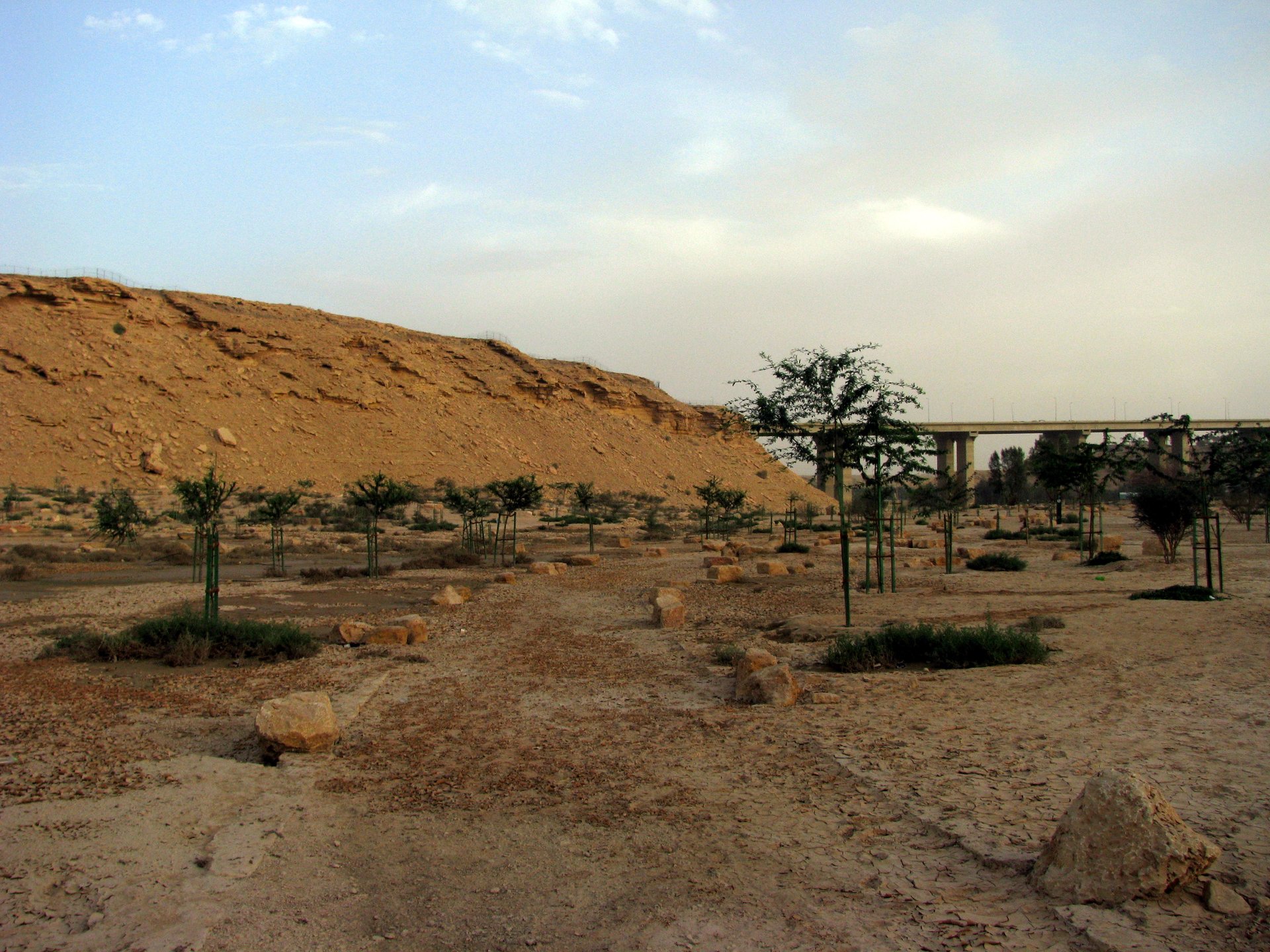 Wadi Hanifah landscape behind the Diplomatic Quarter, showing the sandstone escarpment and young desert trees