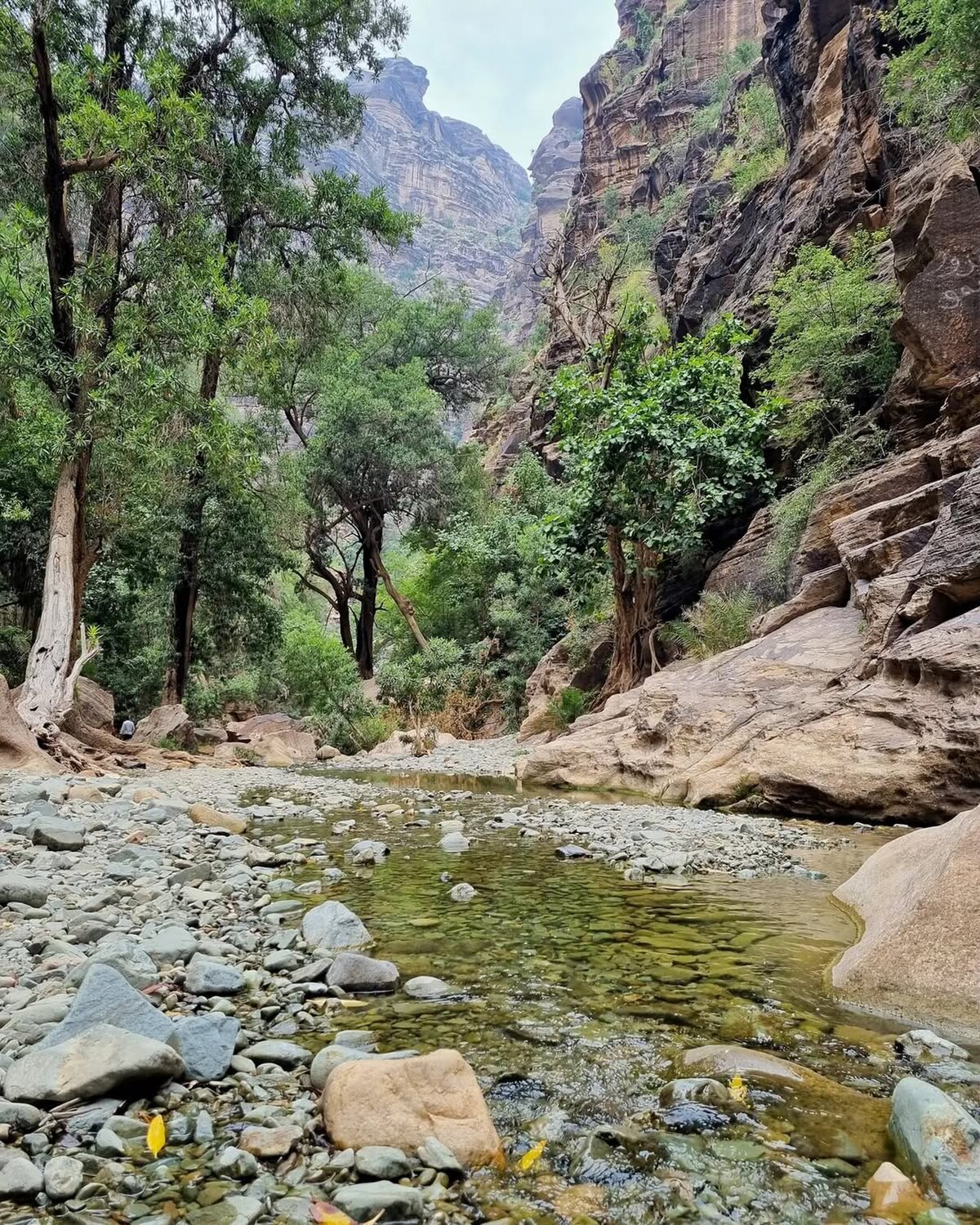 Lush interior of Wadi Lajab with trees and clear stream flowing through canyon