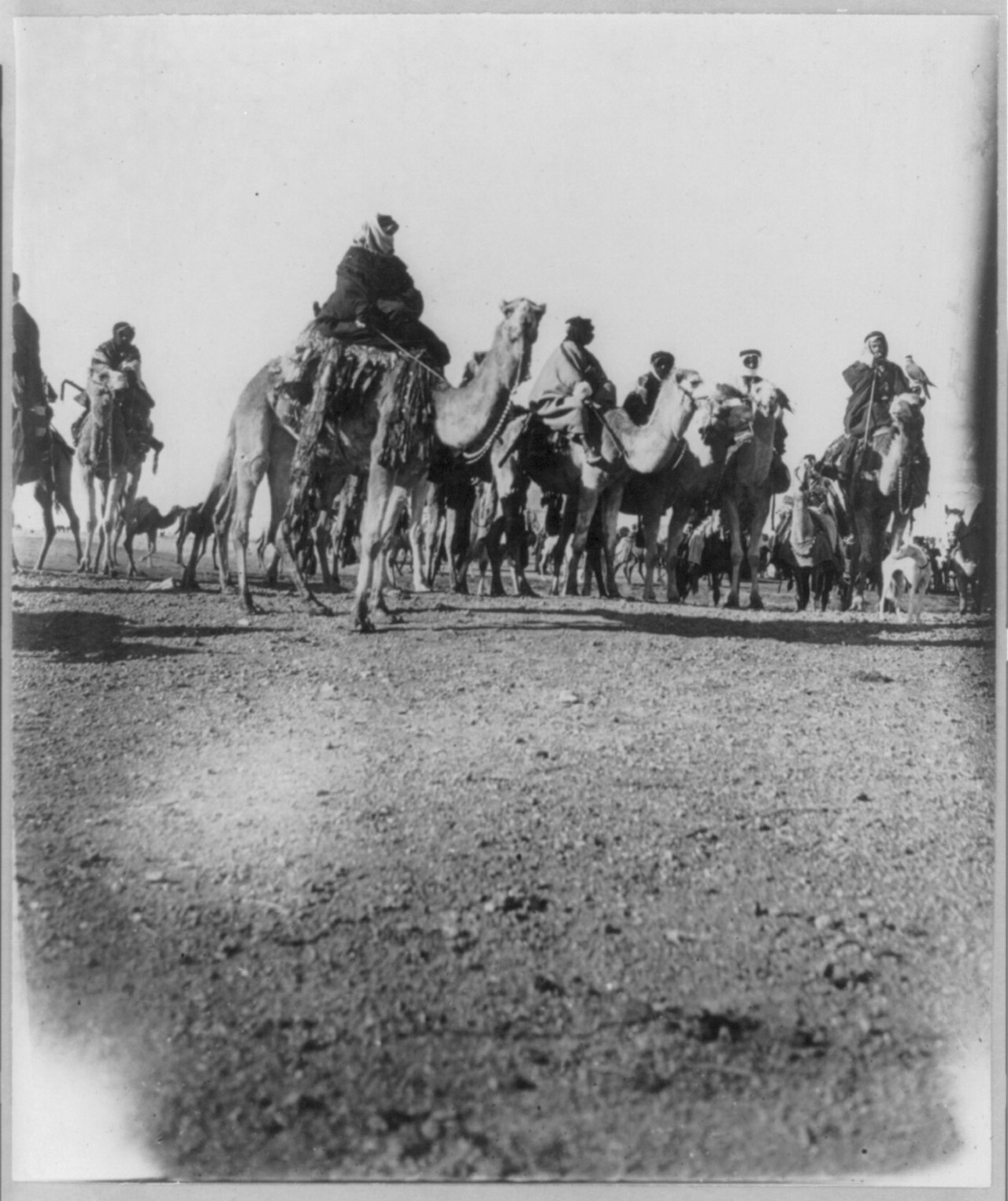 A desert camel caravan crossing the Arabian Peninsula