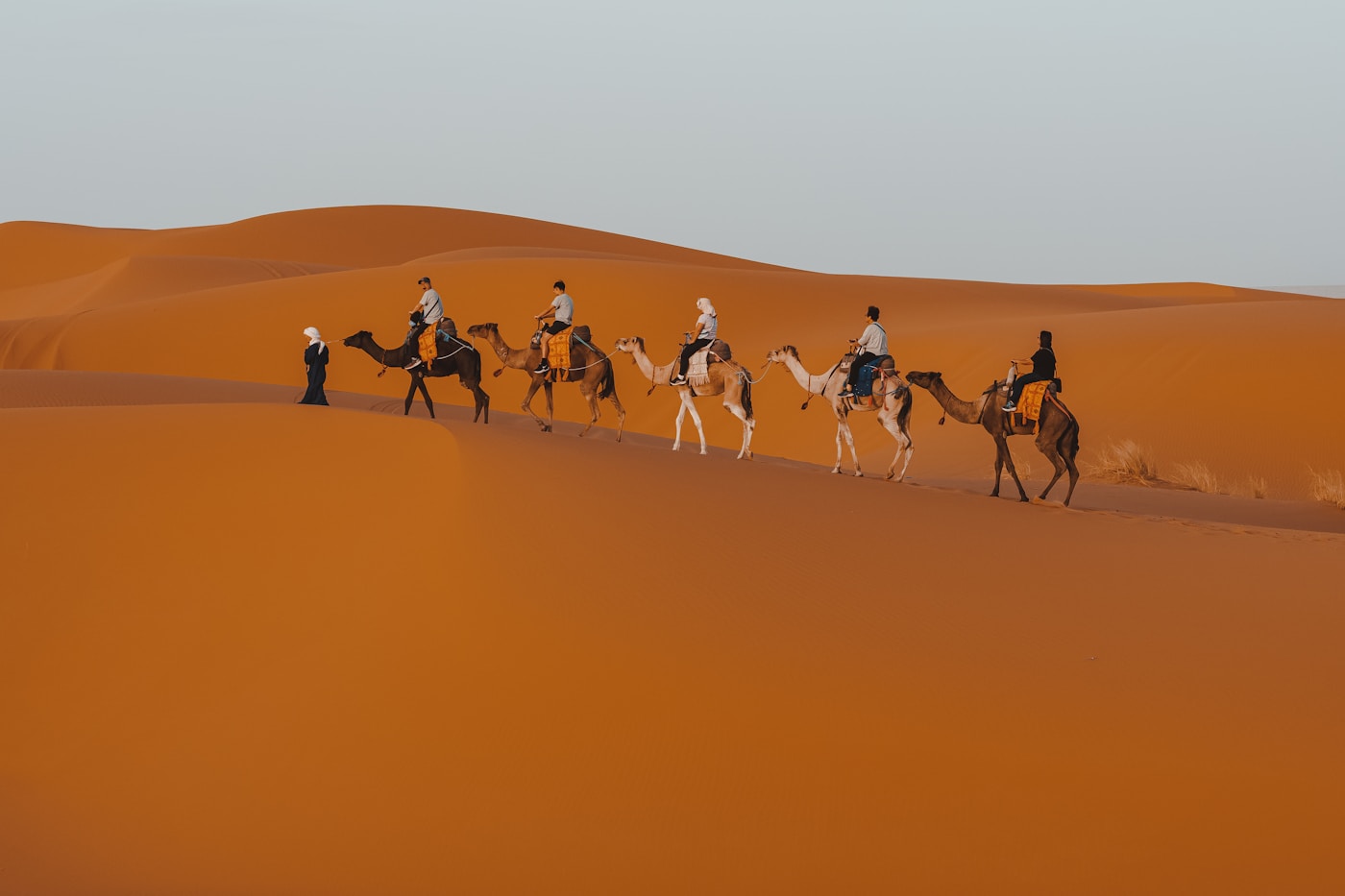 A guided group of tourists riding camels in single file across sweeping red sand dunes