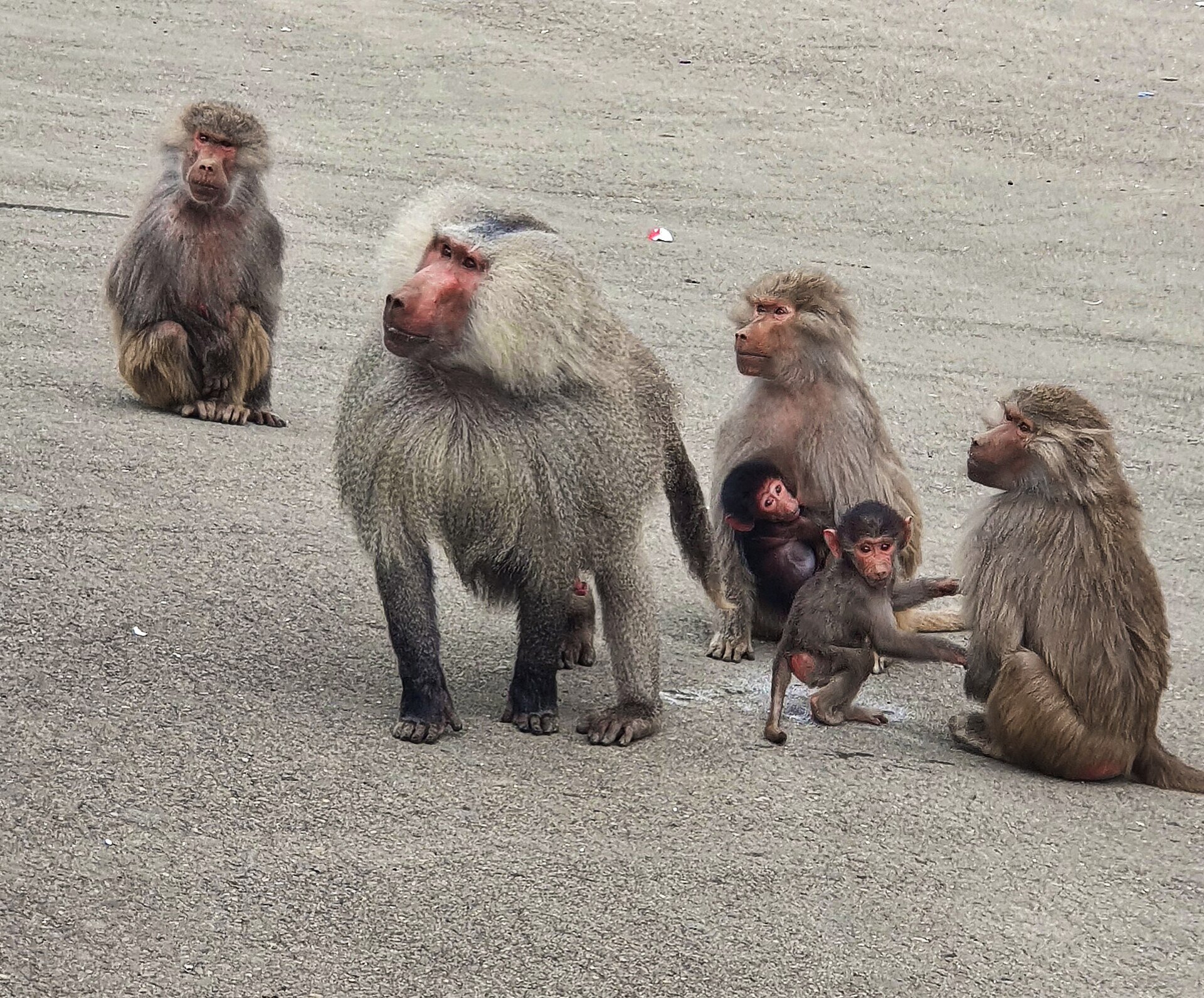 Hamadryas baboons sitting on rocks along the Al Hada mountain road near Taif, Saudi Arabia