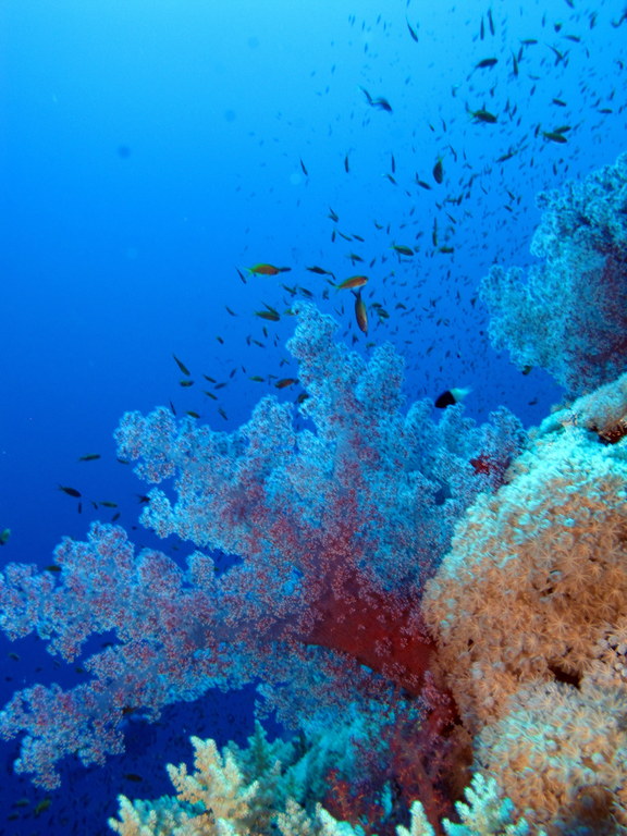 Soft corals and tropical fish on a Red Sea reef wall with deep blue water behind