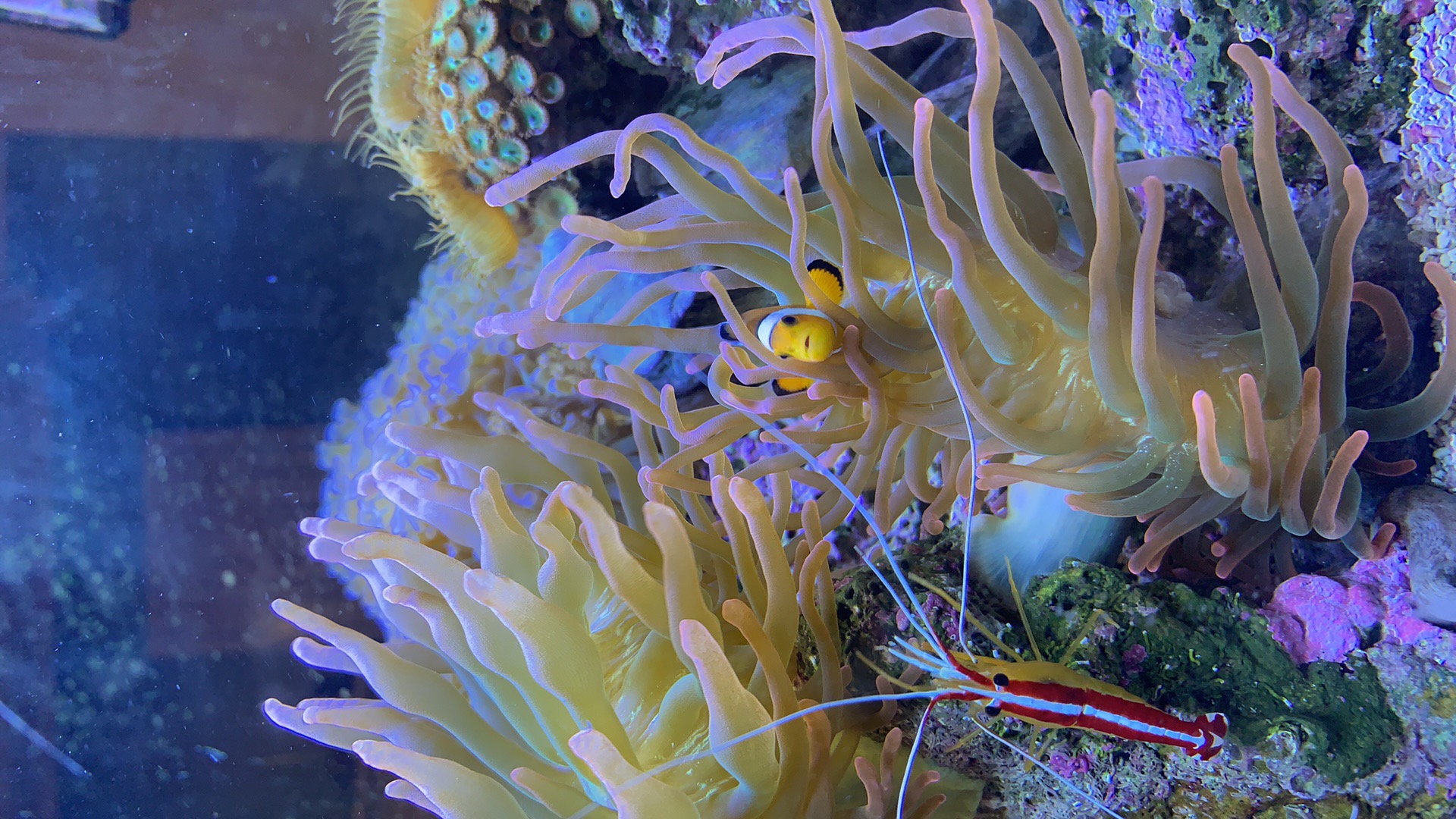 Clownfish sheltering among the tentacles of a sea anemone on a coral reef with a cleaner shrimp nearby