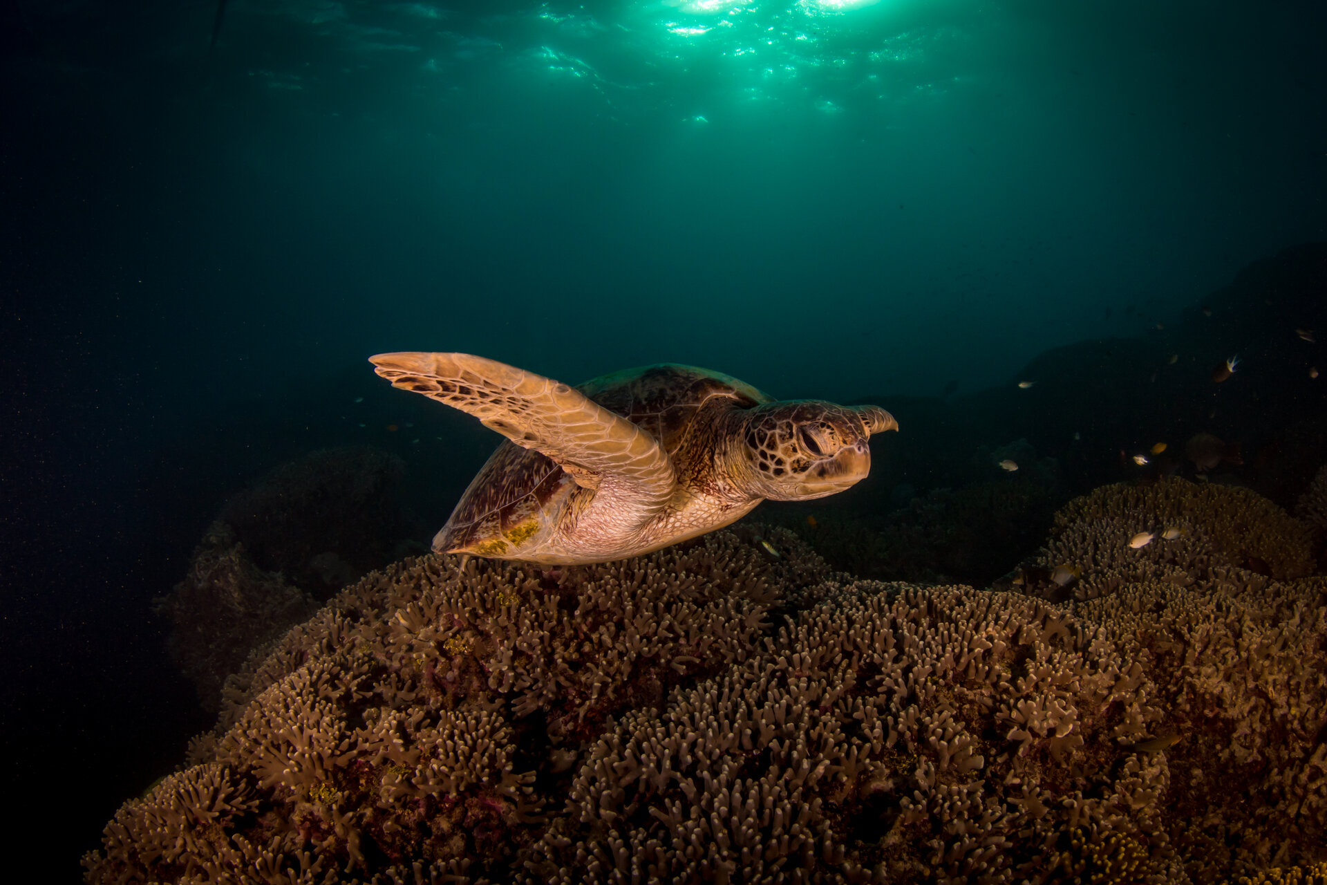 Green sea turtle swimming above coral reef with sunlight filtering through the water above