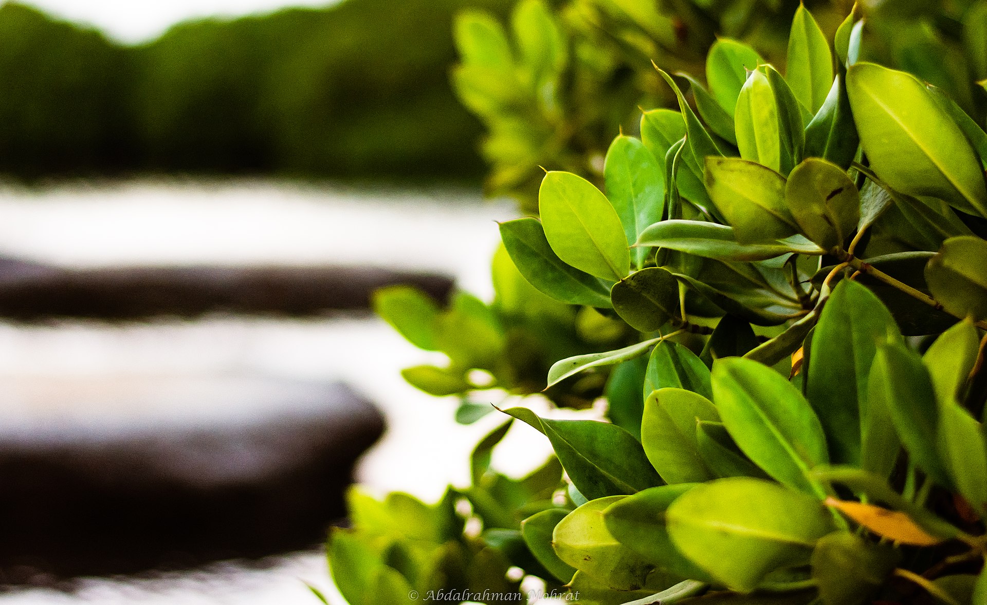 Dense green mangrove foliage along the shoreline of the Farasan Islands in Saudi Arabia