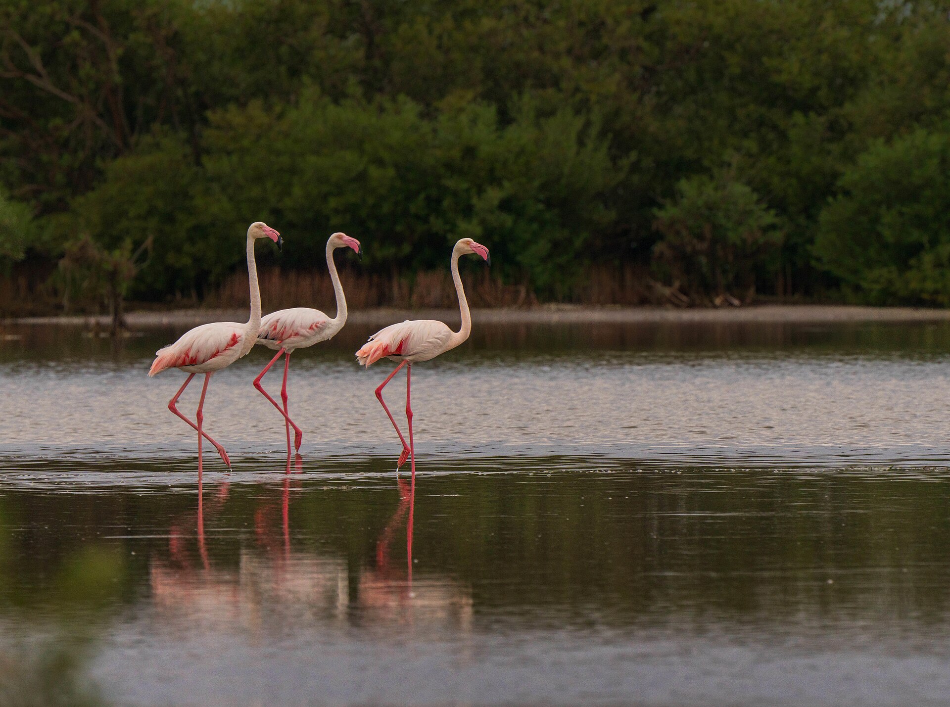 Three flamingos wading through shallow water in a mangrove habitat in Saudi Arabia
