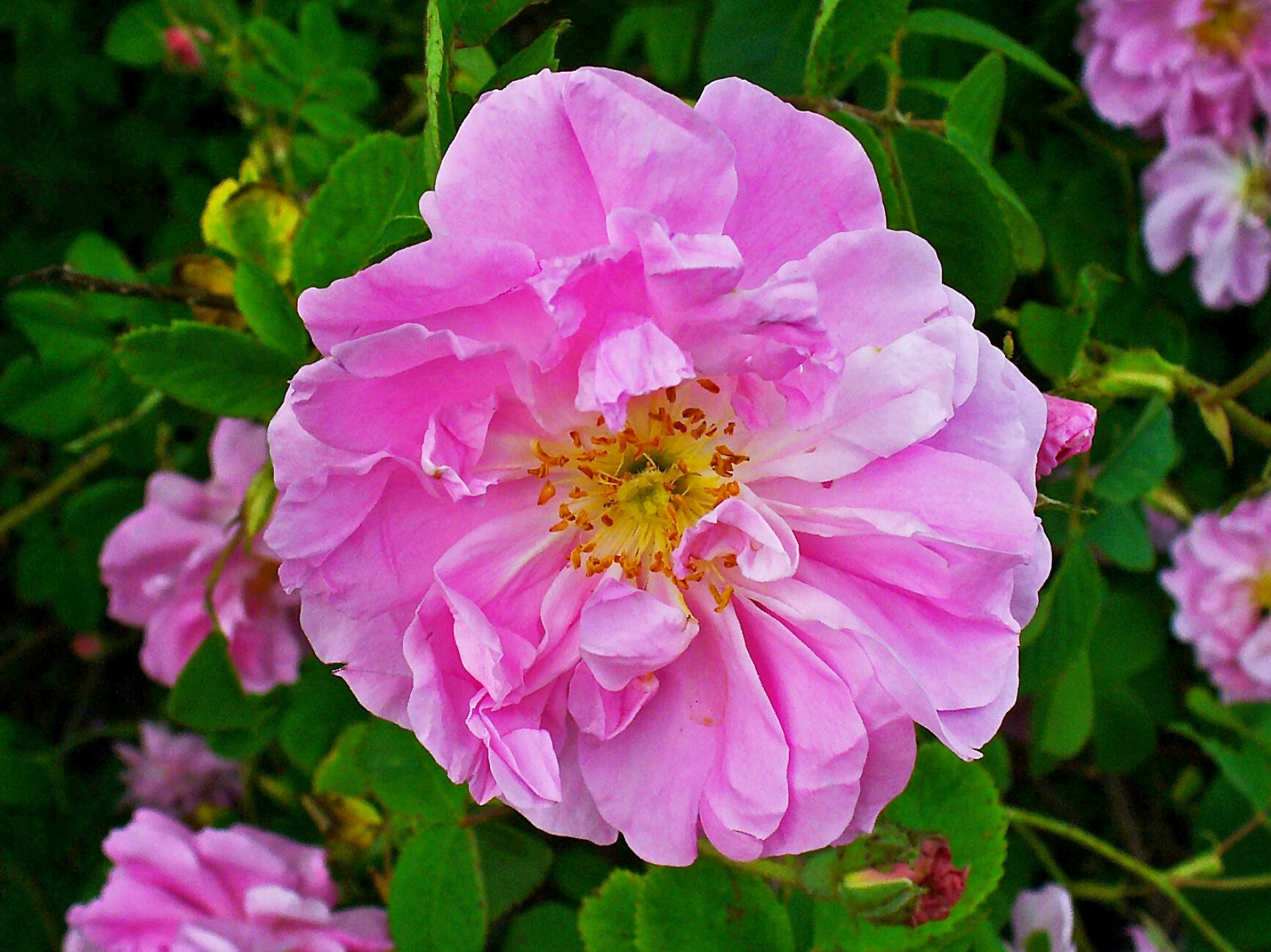 Rosa damascena trigintipetala, the 30-petalled Taif damask rose in full pink bloom