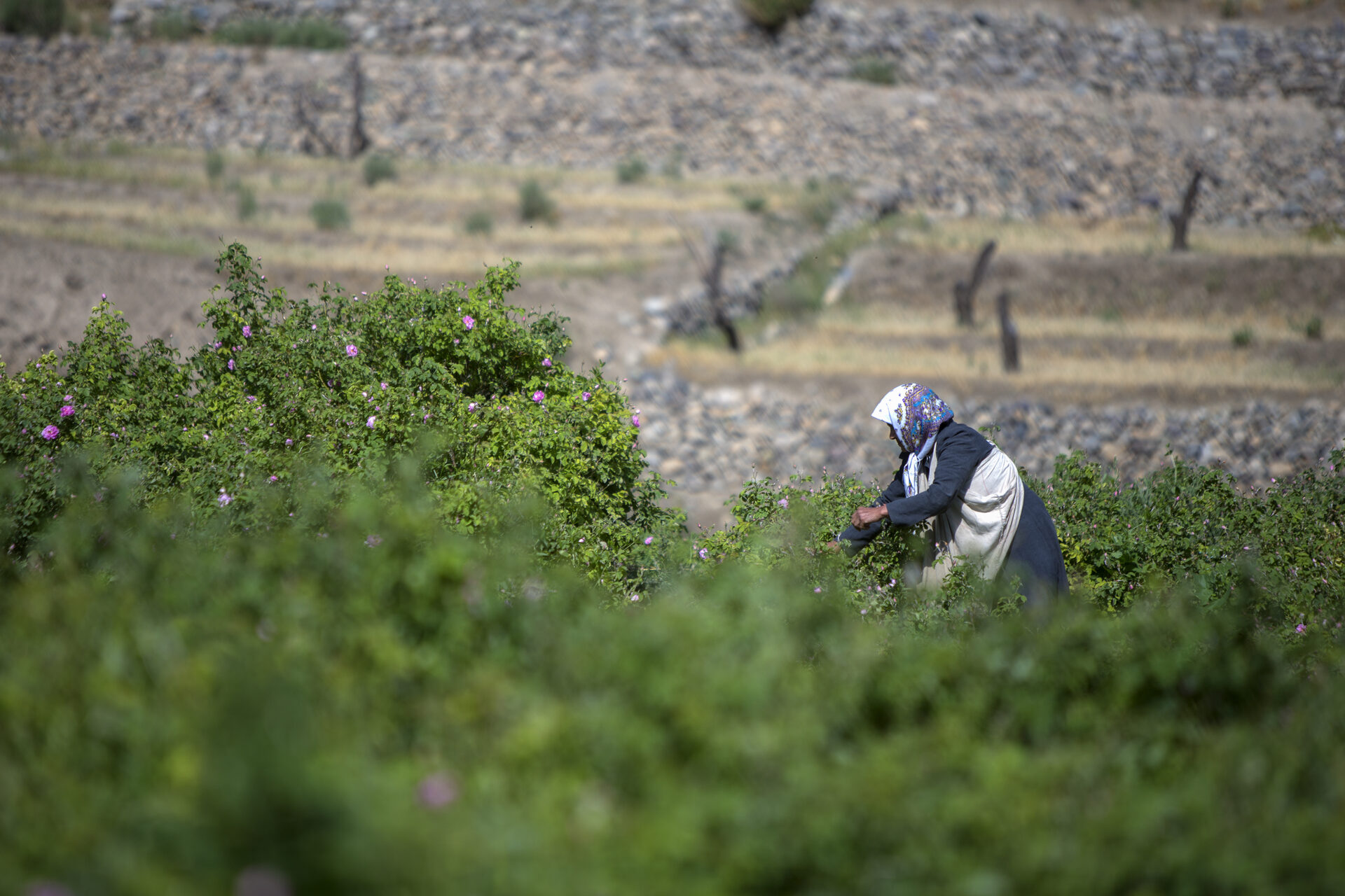 A worker harvesting rose petals by hand on a terraced hillside farm during dawn