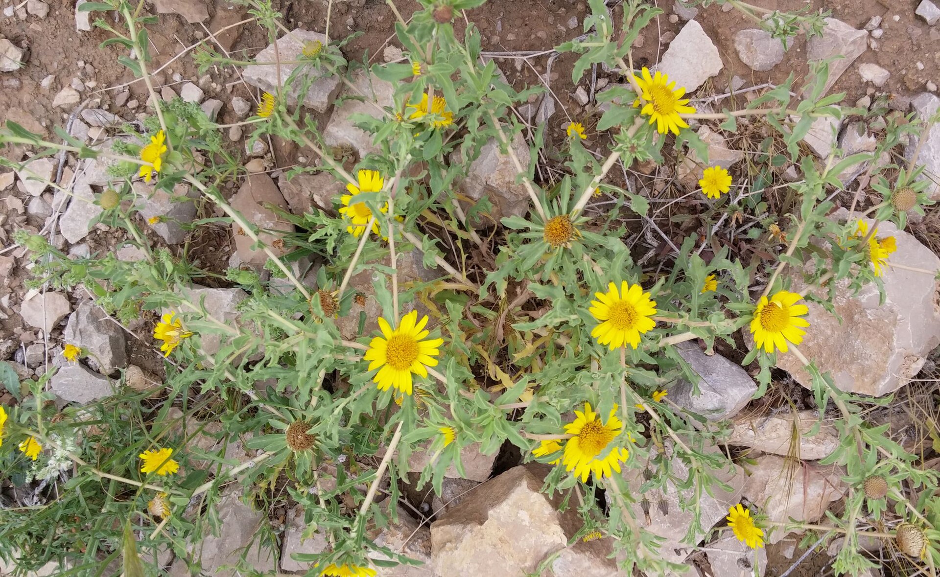 Asteriscus graveolens (Fragrant Oxeye) wildflowers blooming with bright yellow petals in rocky desert terrain