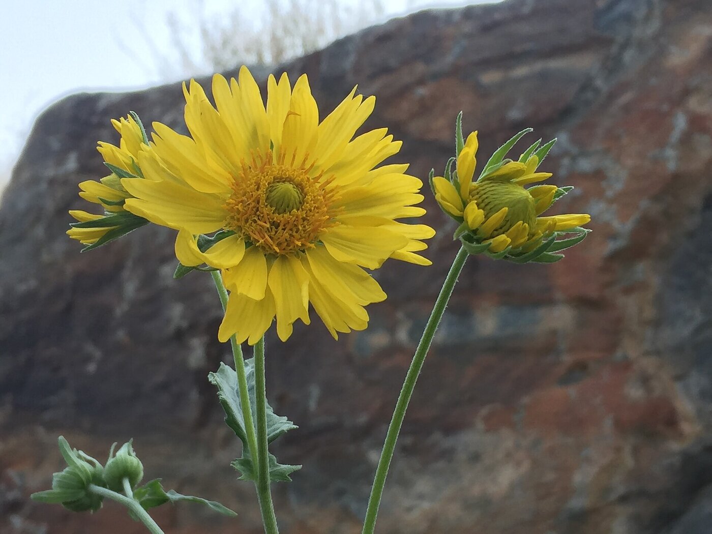 A sunflower blooming in the Al Shafa highlands near Taif, Saudi Arabia