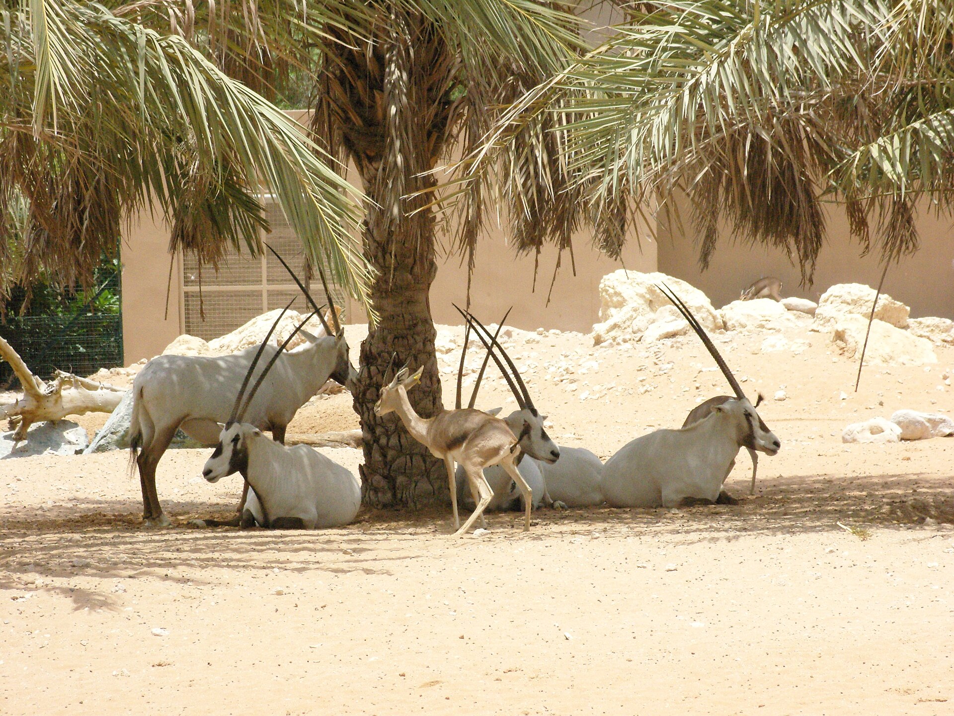 Arabian oryx standing in arid desert landscape, showing its distinctive white coat and long straight horns