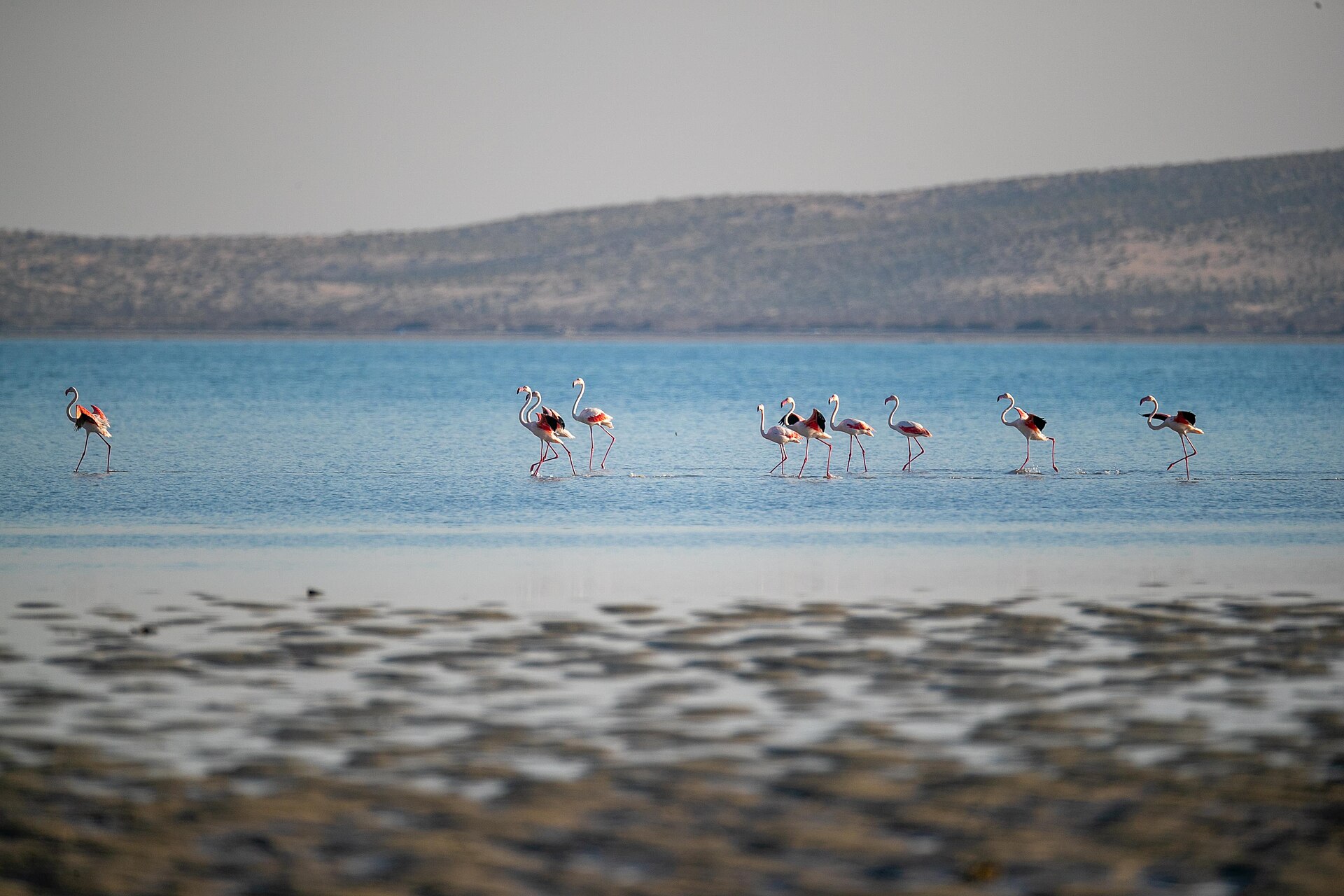 Greater flamingos wading in shallow lagoon waters on the Farasan Islands, Saudi Arabia