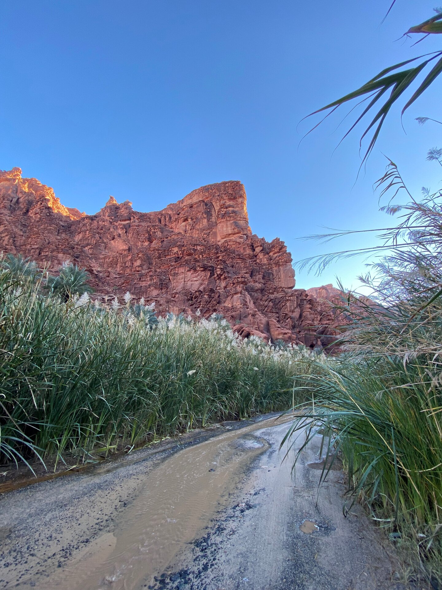 Lush green vegetation and reeds growing along a stream at the base of red sandstone cliffs in Wadi Disah Tabuk