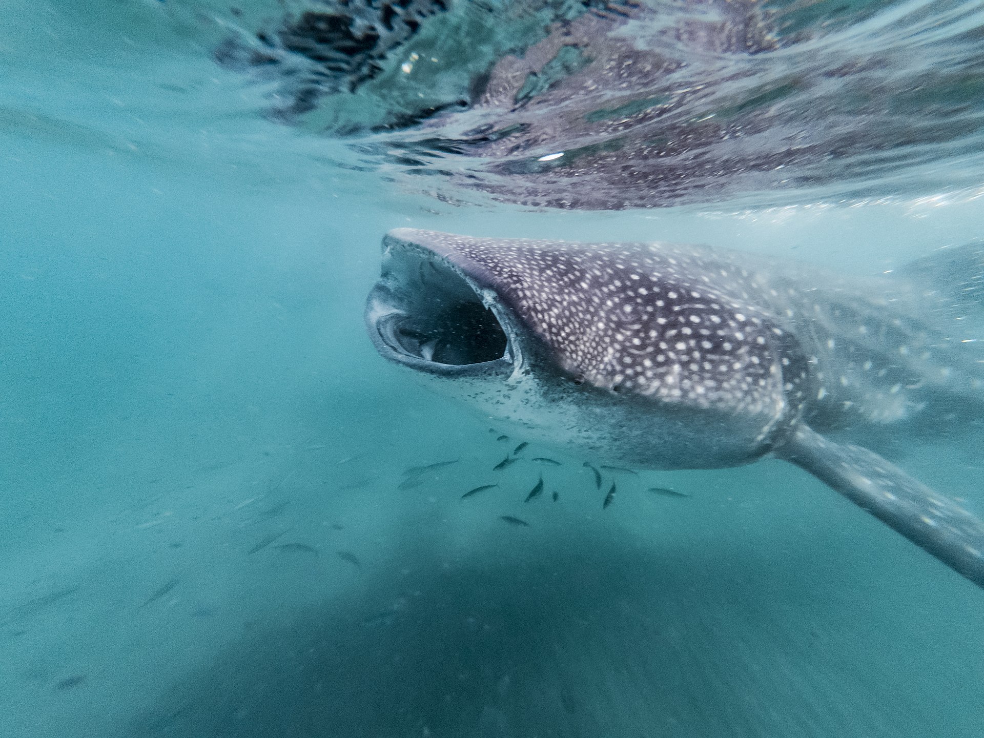 Whale shark with mouth open filter feeding near the water surface