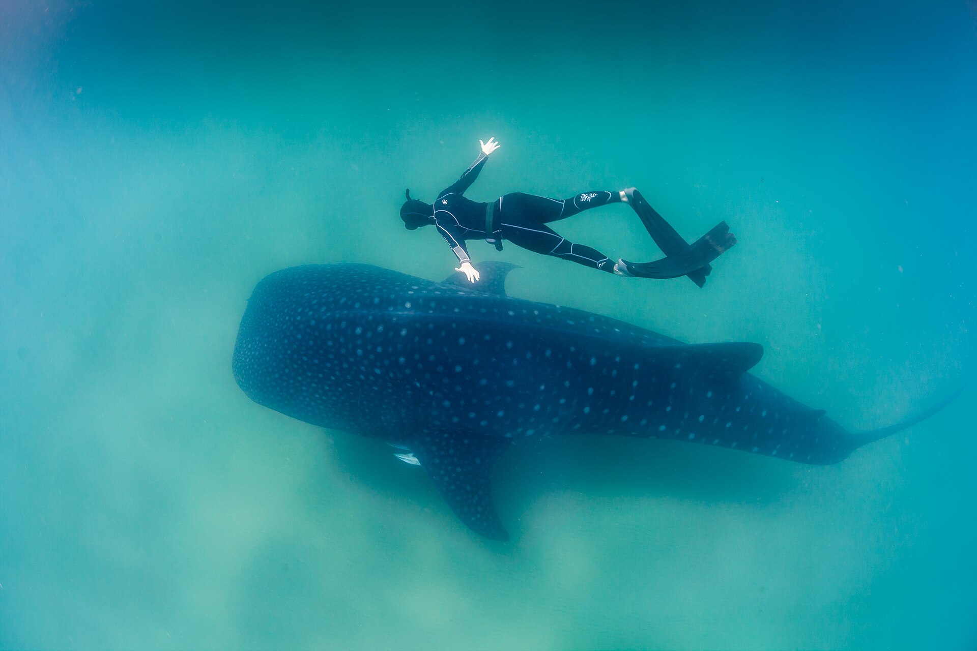 Freediver swimming alongside a whale shark underwater in clear turquoise water