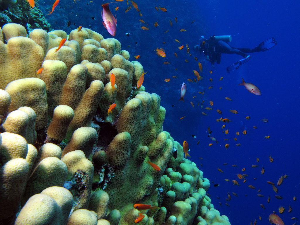Scuba diver exploring a pristine coral reef with schools of colourful fish in the Red Sea near Yanbu