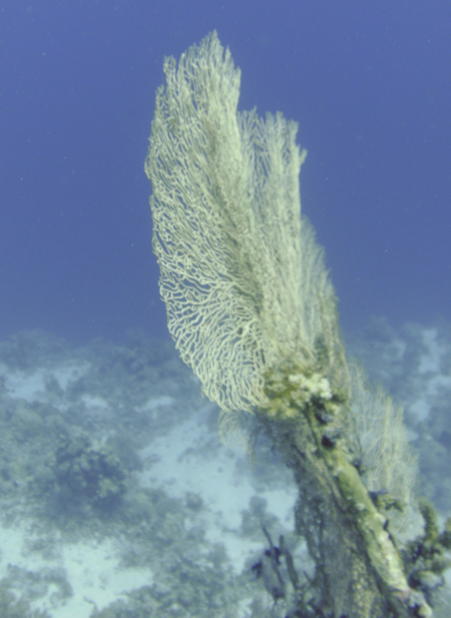 Giant sea fan coral underwater off the coast of Yanbu, Saudi Arabia