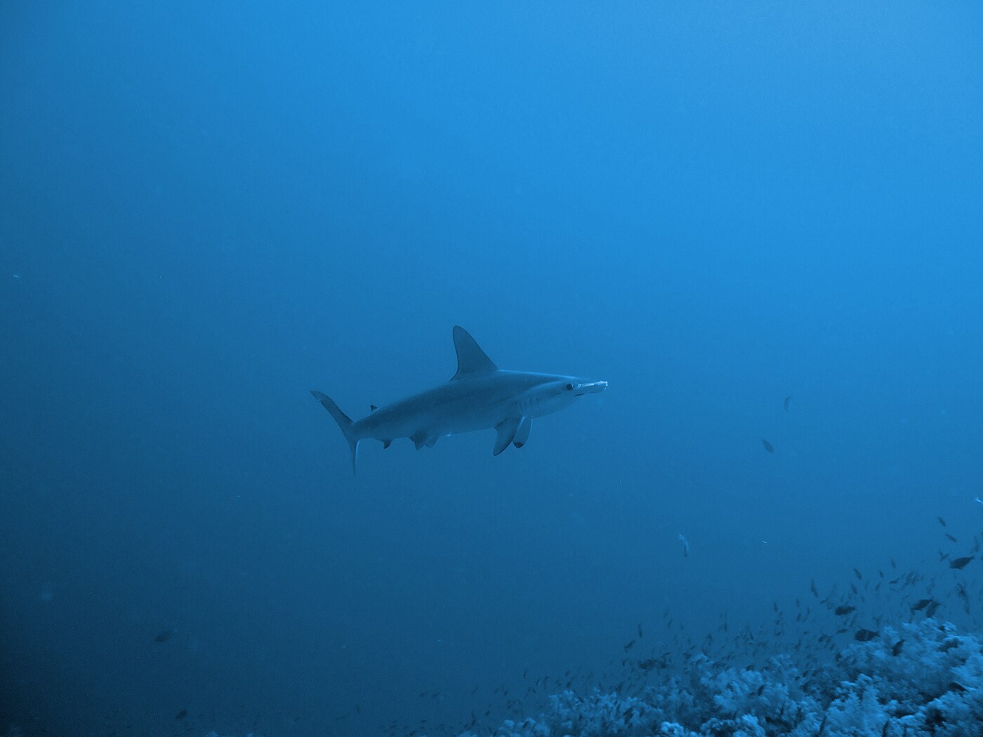 Hammerhead shark swimming near the reef at Yanbu's Seven Sisters in the Red Sea