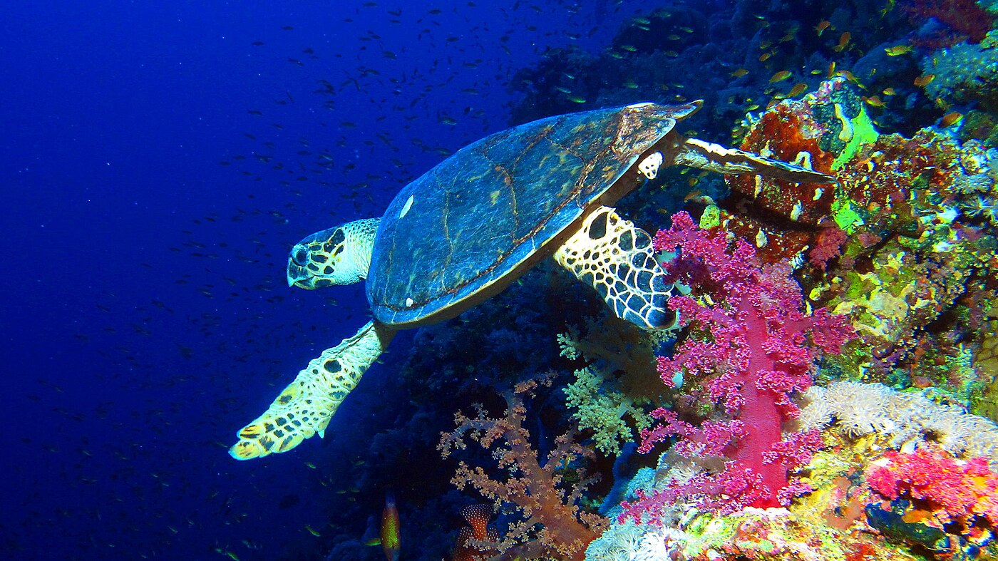 Hawksbill sea turtle swimming past vibrant pink soft corals on a Red Sea reef