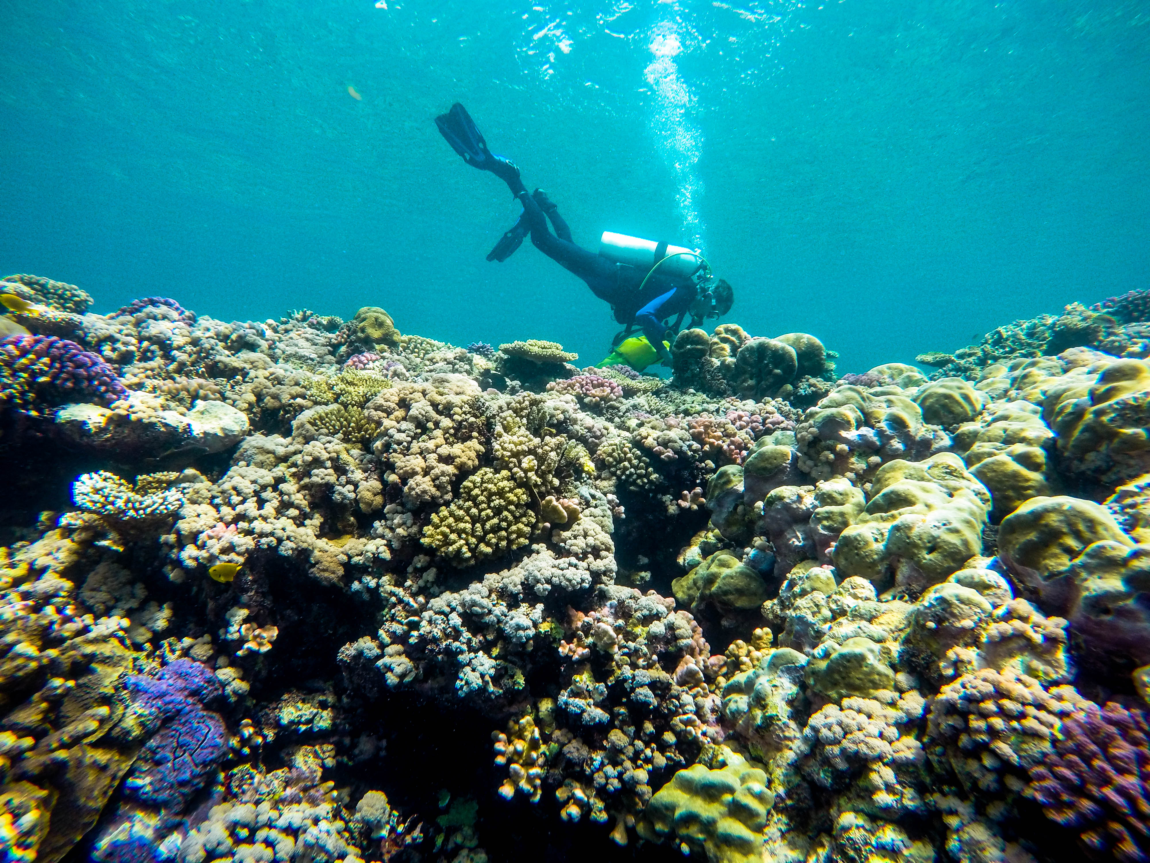 Scuba diver exploring a vibrant coral reef in the Saudi Arabian Red Sea